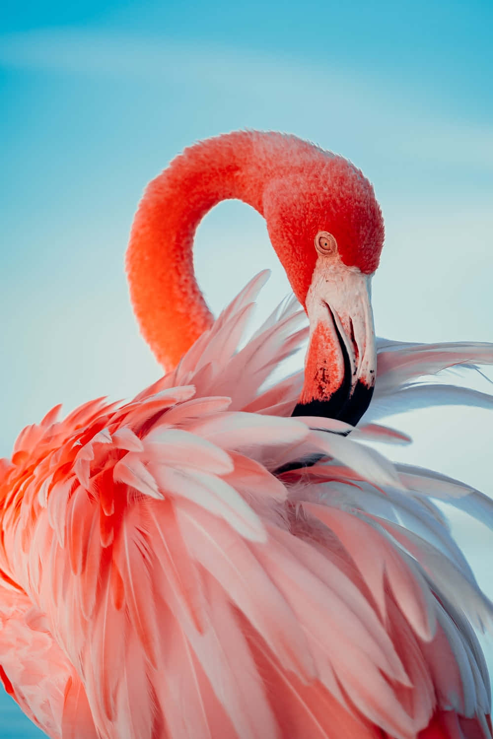 Unlock Productivity With Flamingo Laptop Background