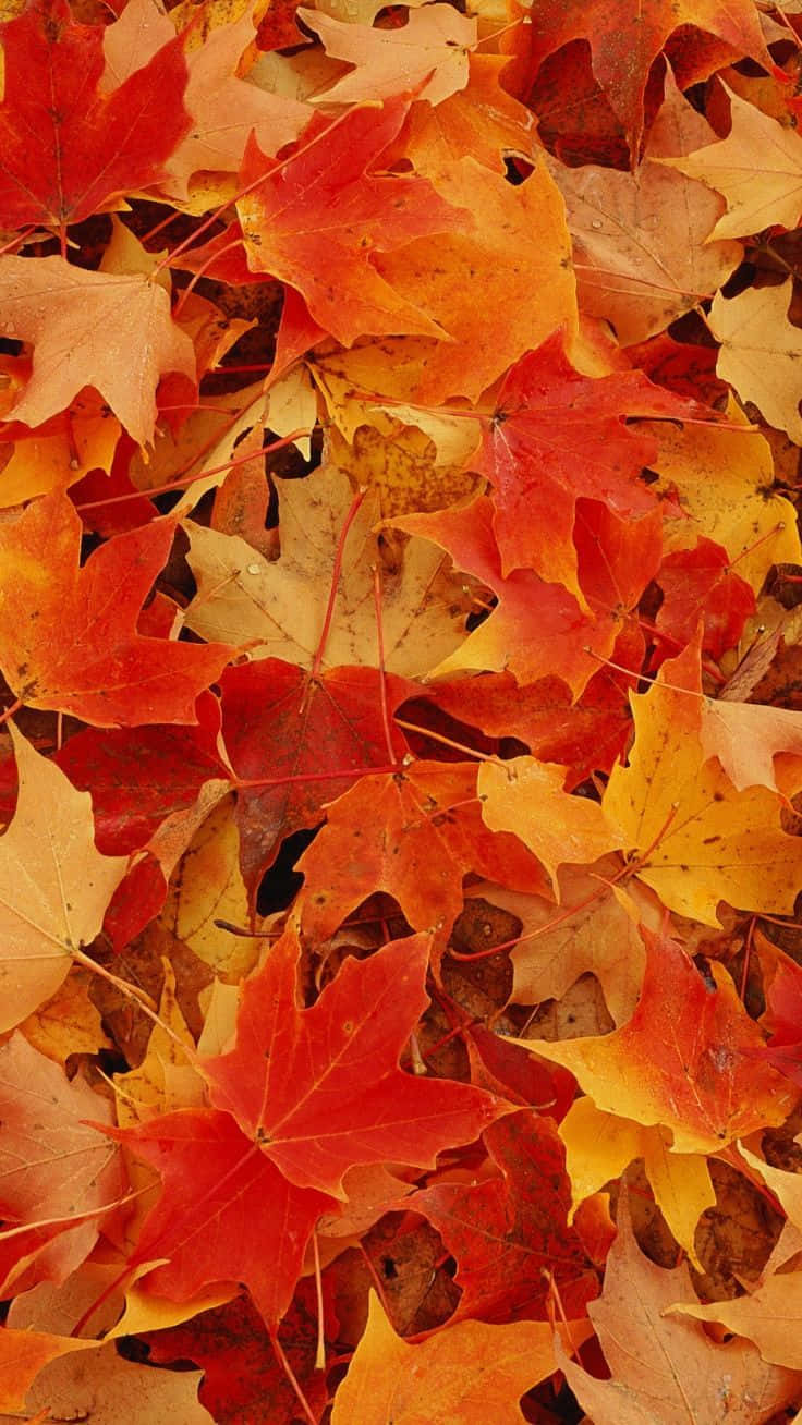 Unlock The Beauty Of Autumn With The Leaves Phone Background