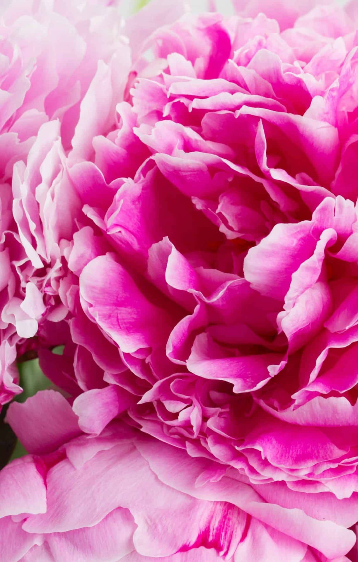 Unlock The Beauty Of Nature: A Pink Flower Adorning A Phone Background
