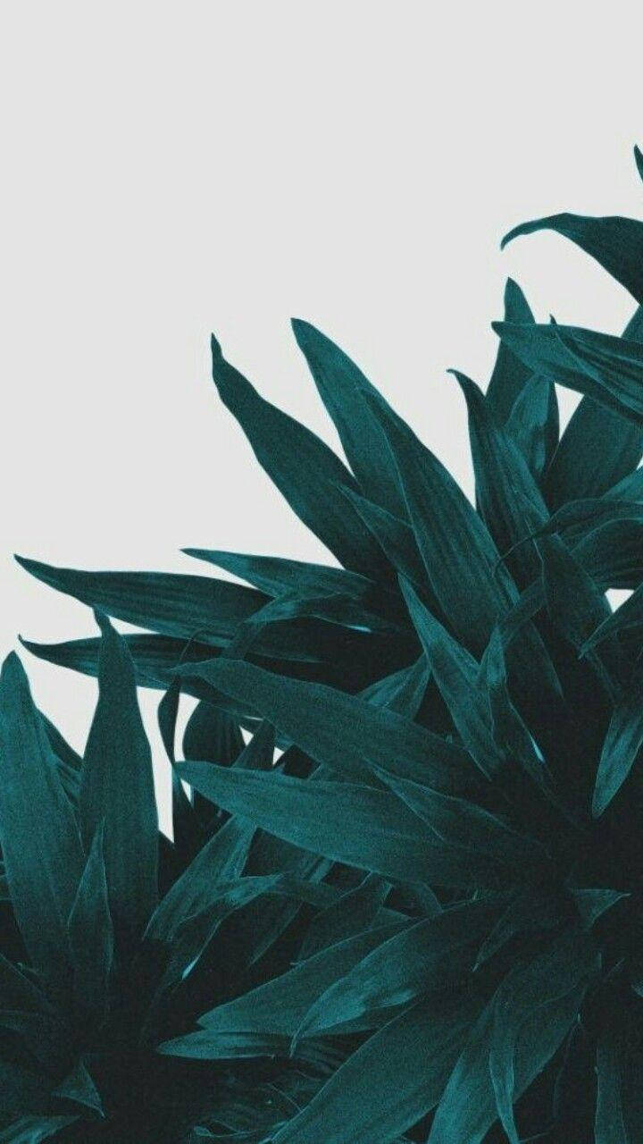 Unlock The Beauty Of Nature With Green Aesthetic Iphone Background