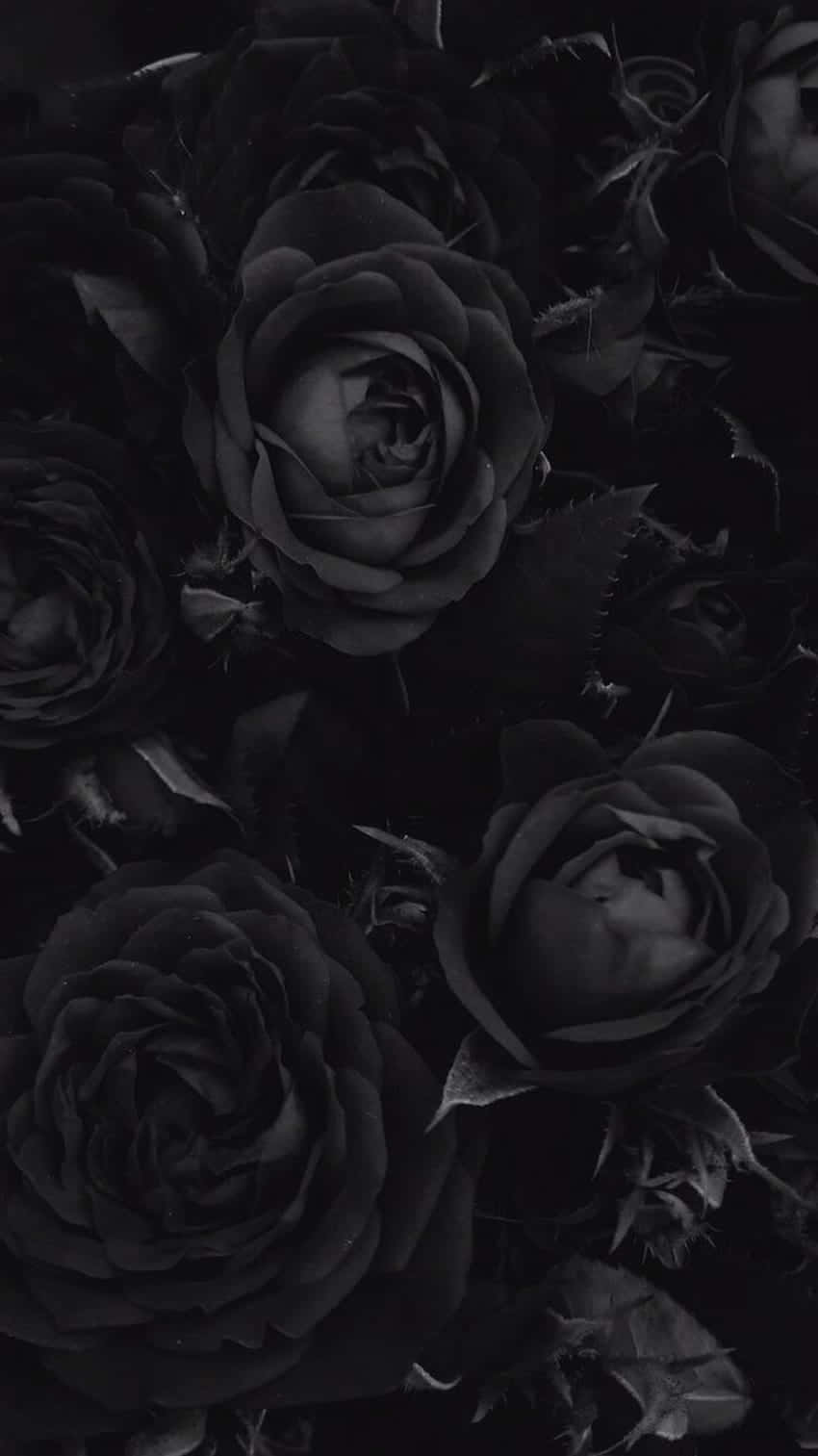 Unlock The Dark Beauty Of Goth Aesthetic Black Background