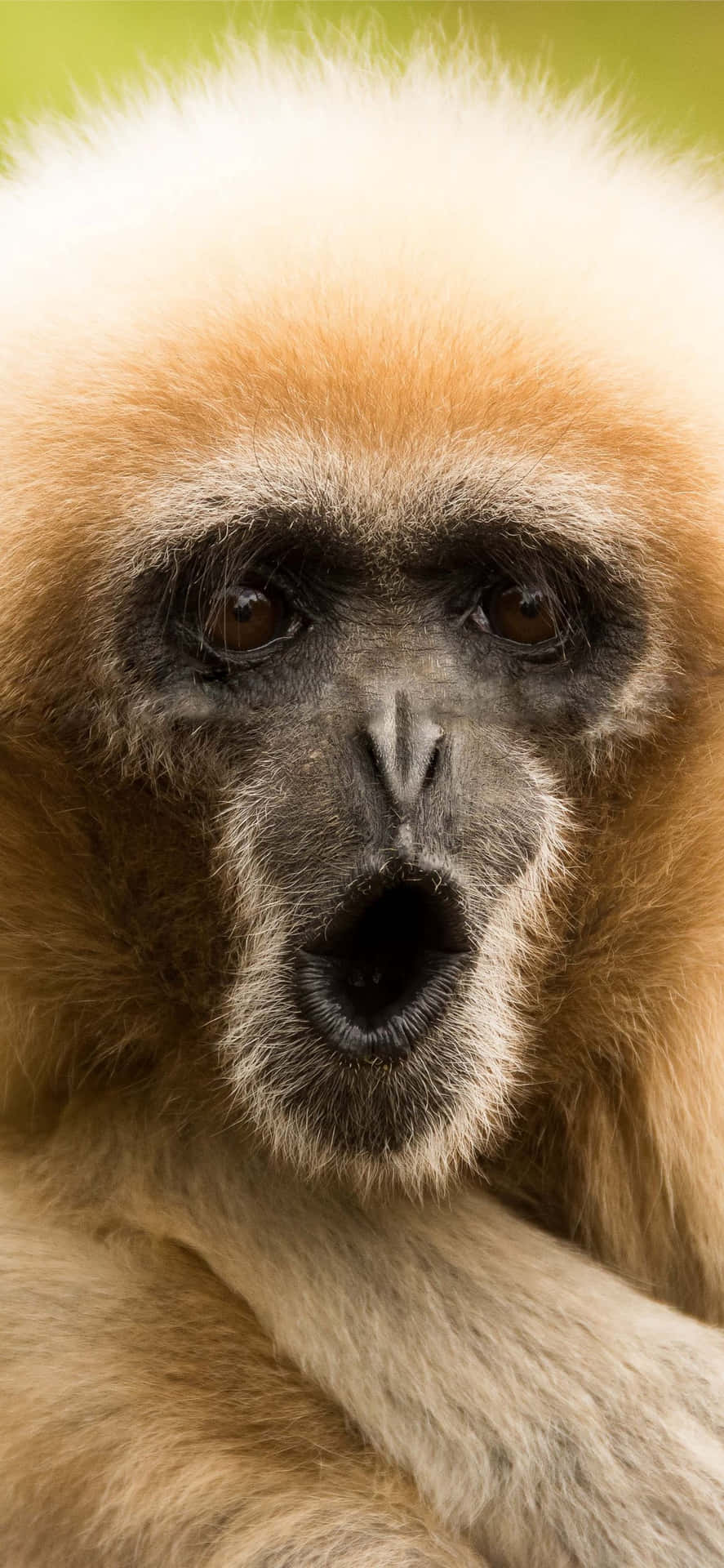 Unlock The Potential Of Your Iphone With Monkey! Background