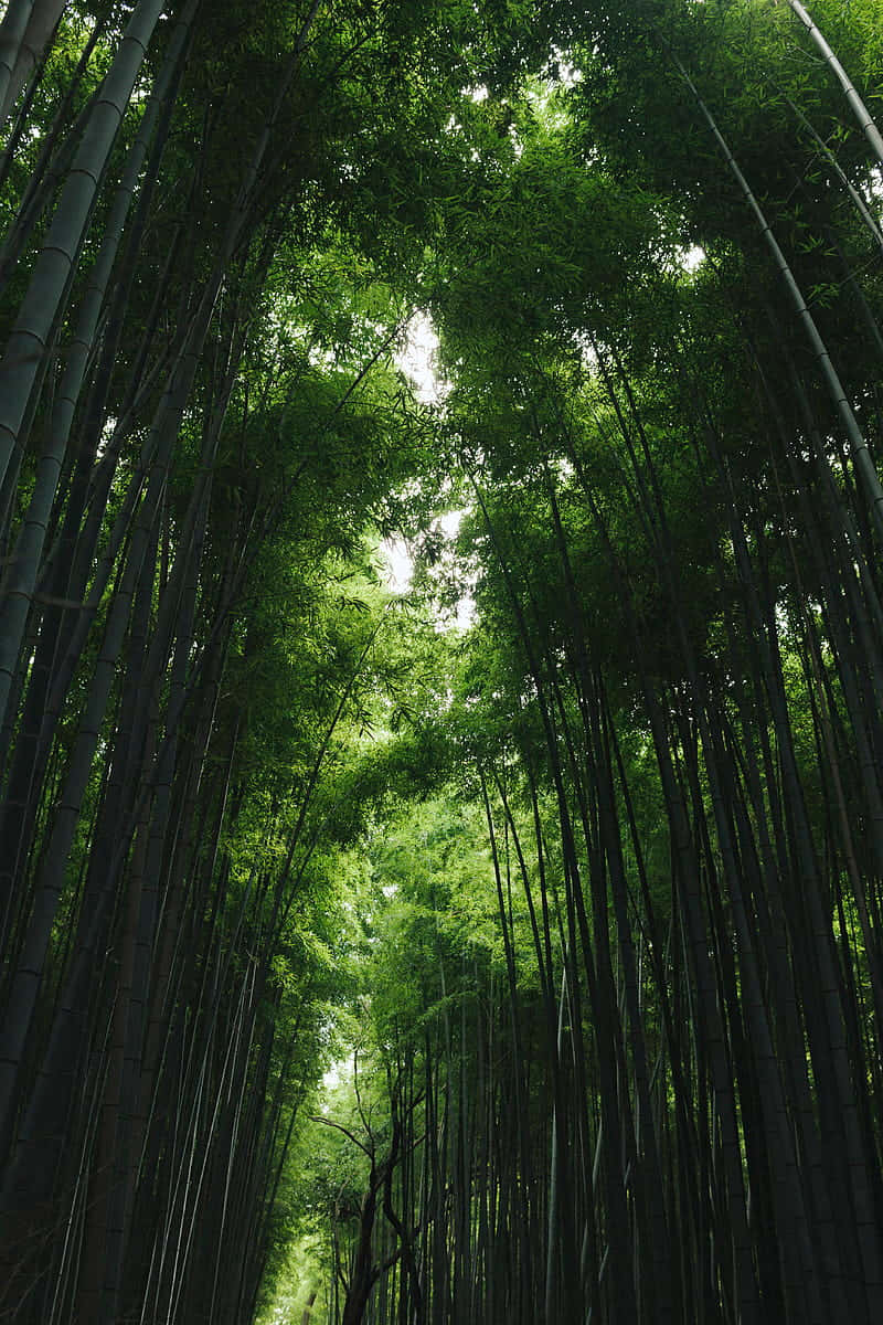 Unlock The Power Of Nature With Bamboo Phone Background
