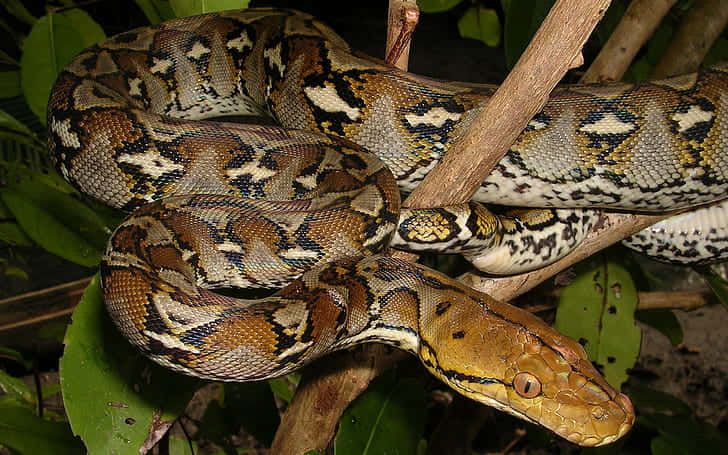 Unlock The Power Of Python Background