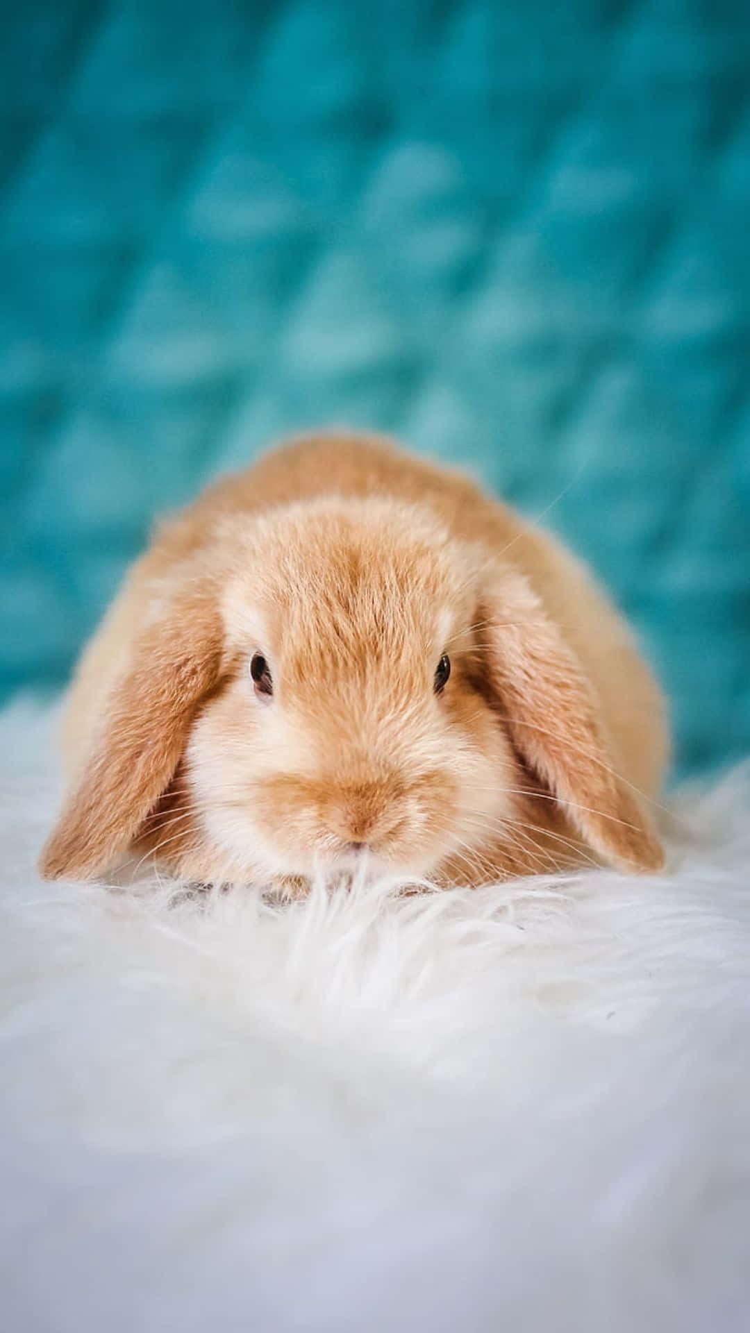 Unlock Your Cuteness With This Cute Bunny Iphone Background