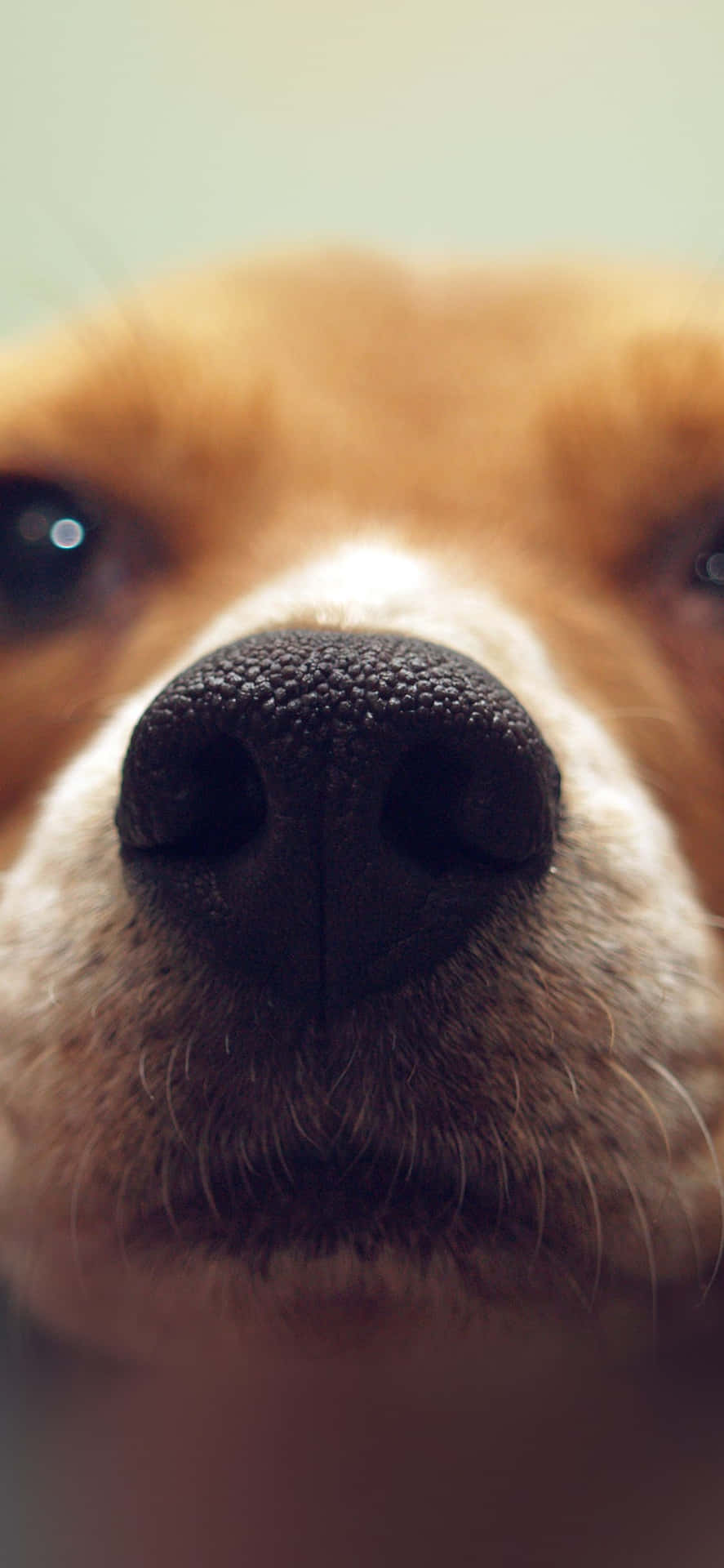 Unlock Your Digital World With A Dog Iphone Background