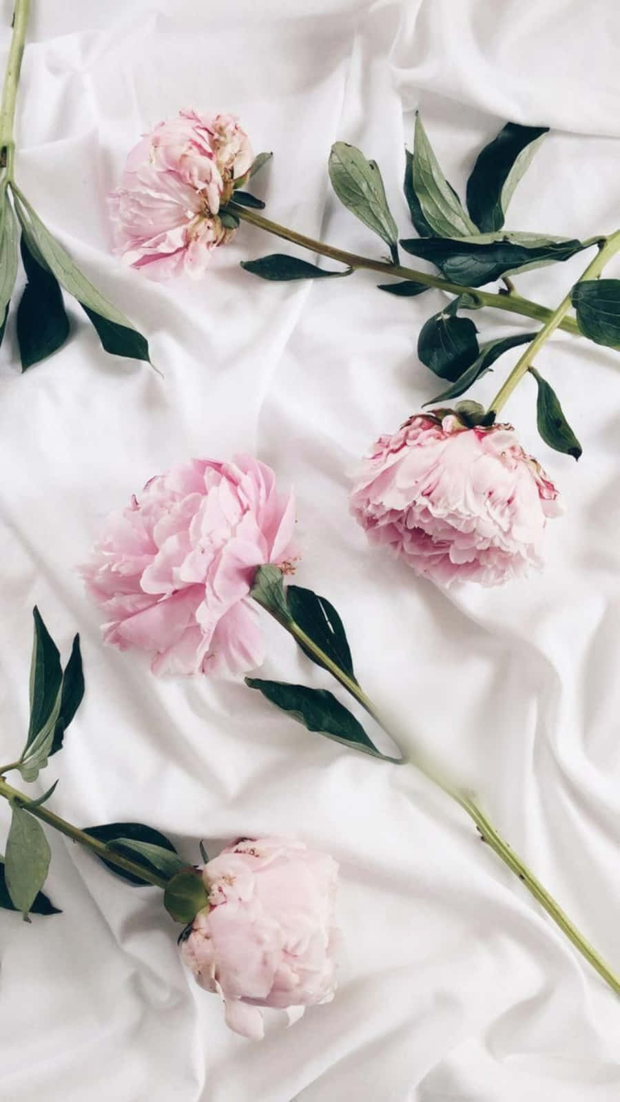 Unlock Your Inner Creativity With This Beautiful Pink And White Aesthetic. Background