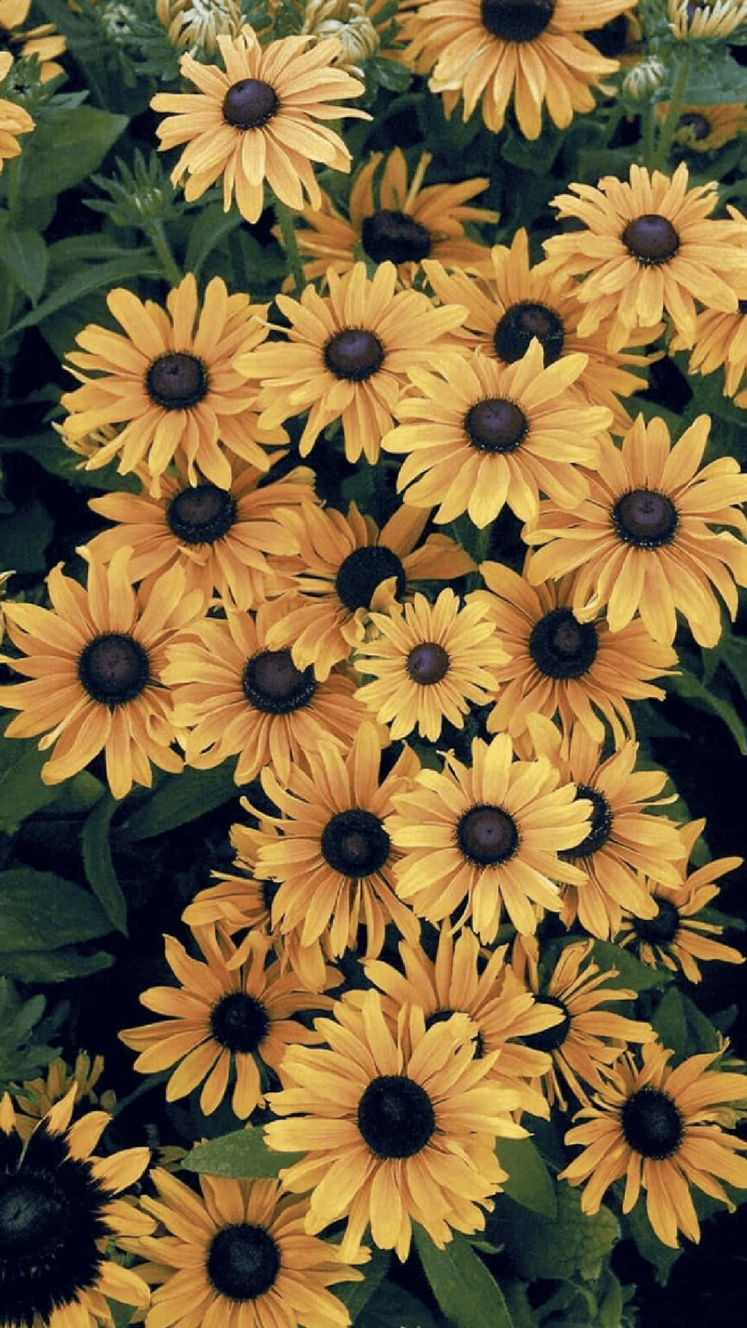 Unlock Your Phone With A Beautiful Sunflower Aesthetic Background