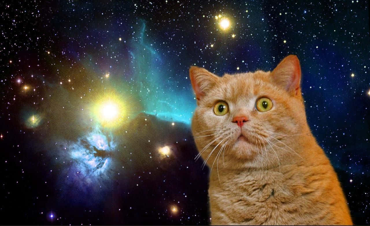 Unlocking The Mysteries Of Space With Cats! Background