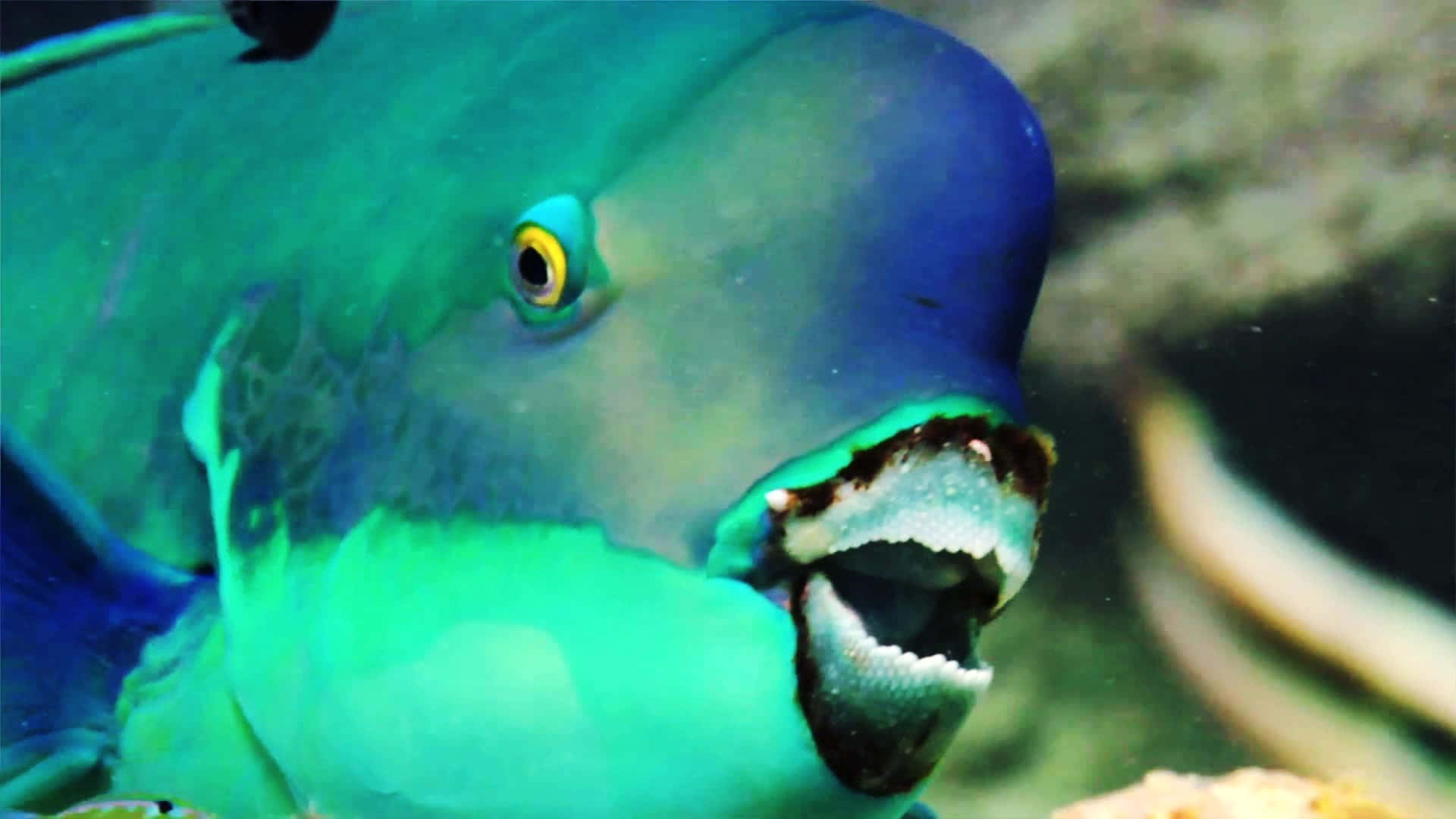 Unorthodox Blue Fish Background