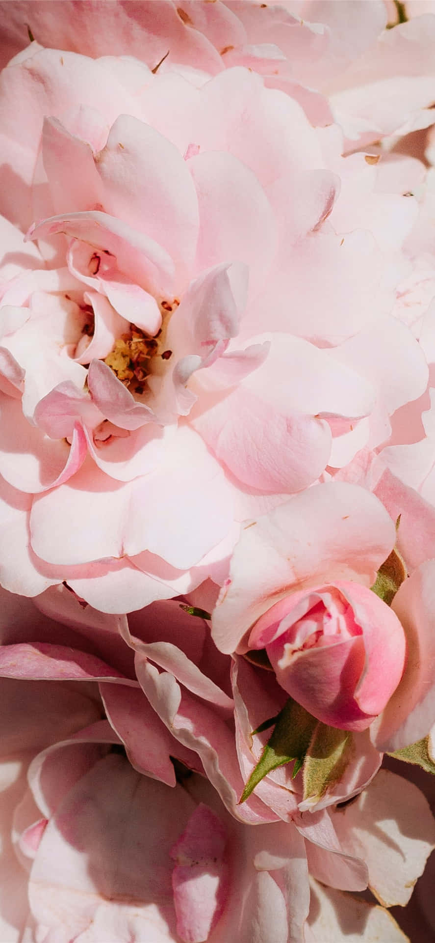 Unplug And Enjoy The Beauty Of Floral Art With This Pink Floral Iphone Wallpaper. Background