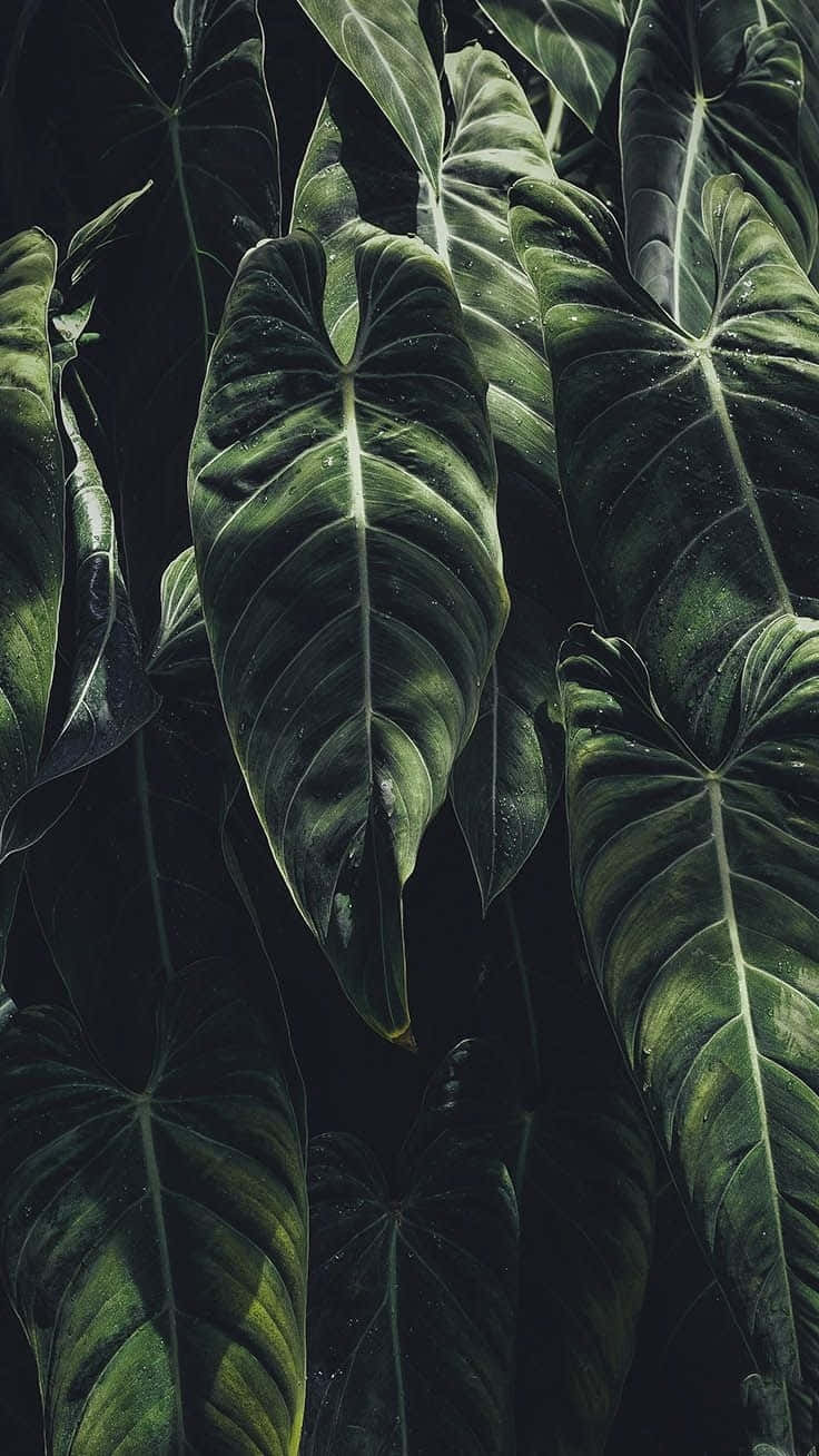 Unplug And Enjoy Your Favorite Tropical Spot With Your Iphone Background