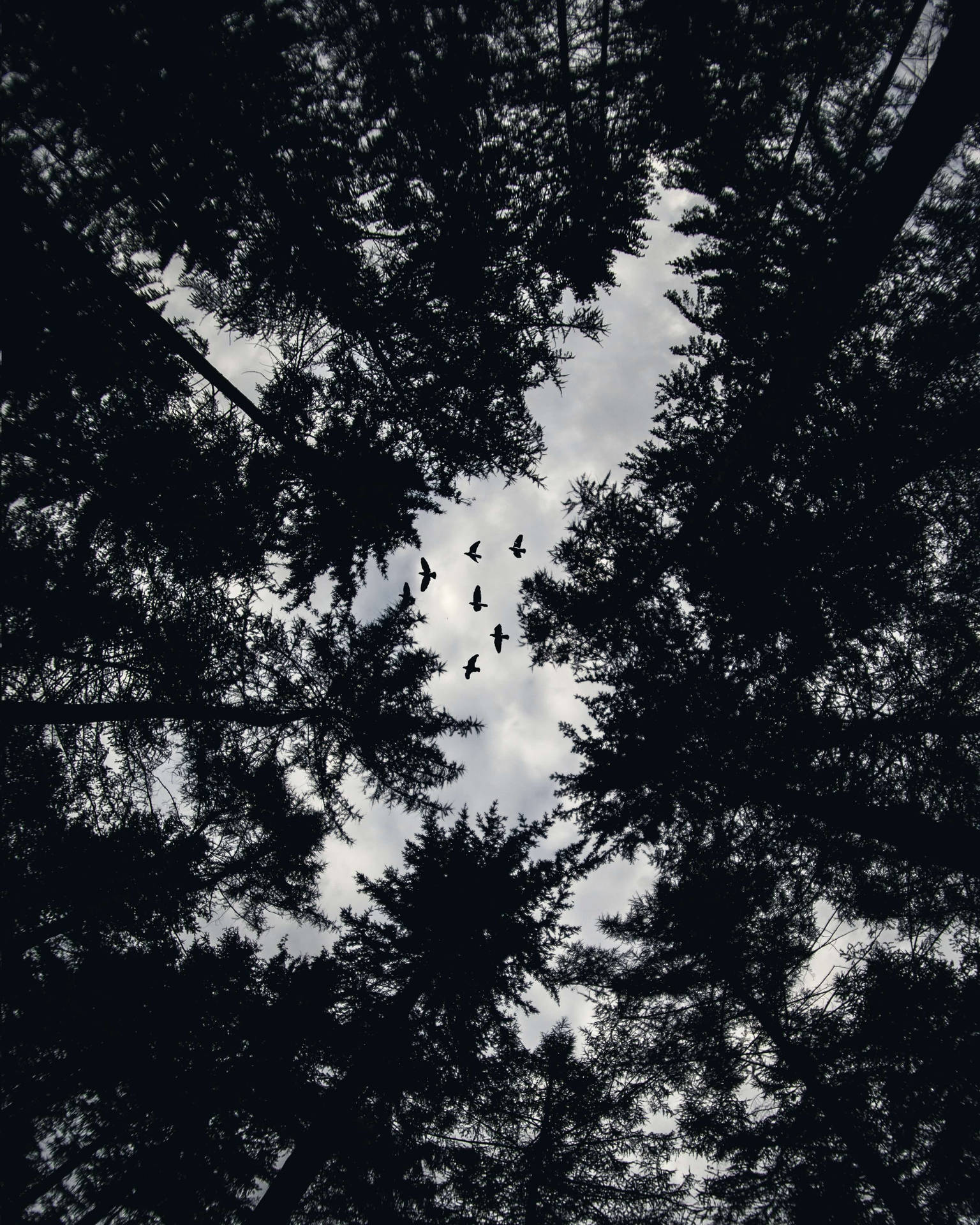 Unrecognizable Silhouettes Of Trees Under A Night Sky Background