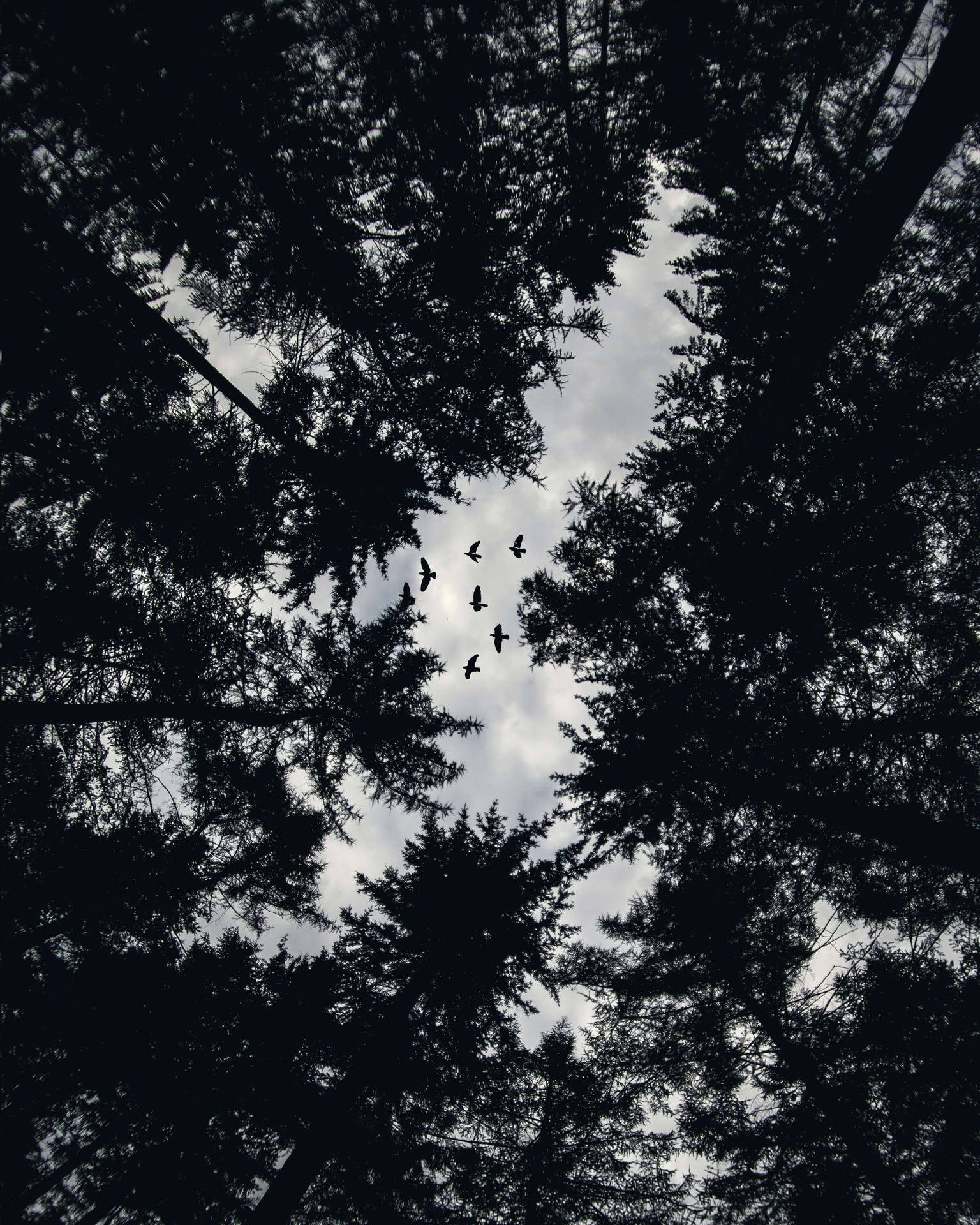 Unrecognizable Silhouettes Of Trees Under A Night Sky