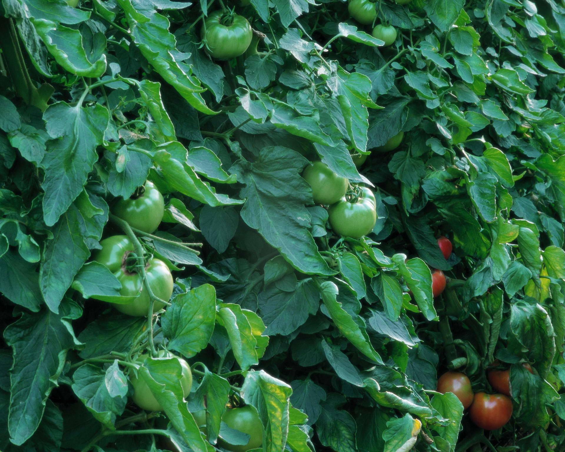 Unripe And Ripe Tomato Fruits Background