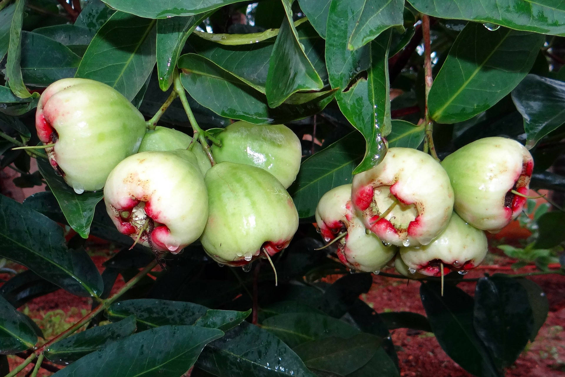 Unripe Green Rose Apples