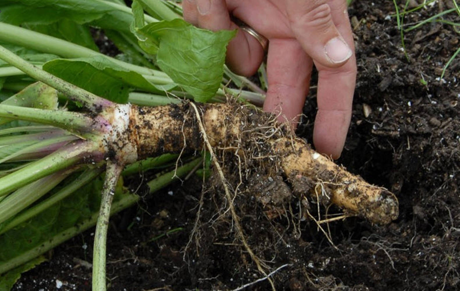 Unrooted Horseradish Vegetable Background