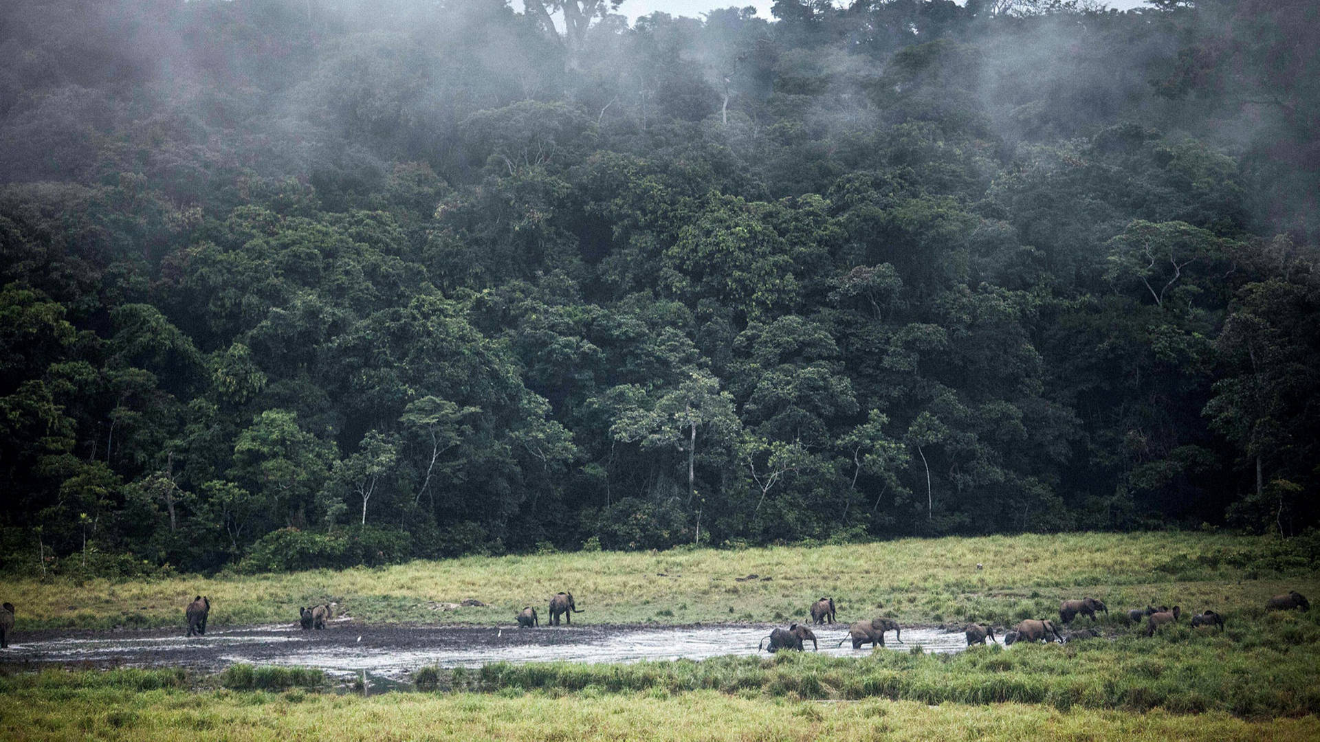 Untouched Forest In Gabon Background