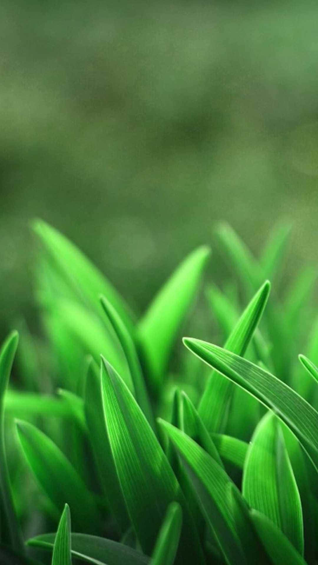 Untrimmed Cute Sage Green Grass Background