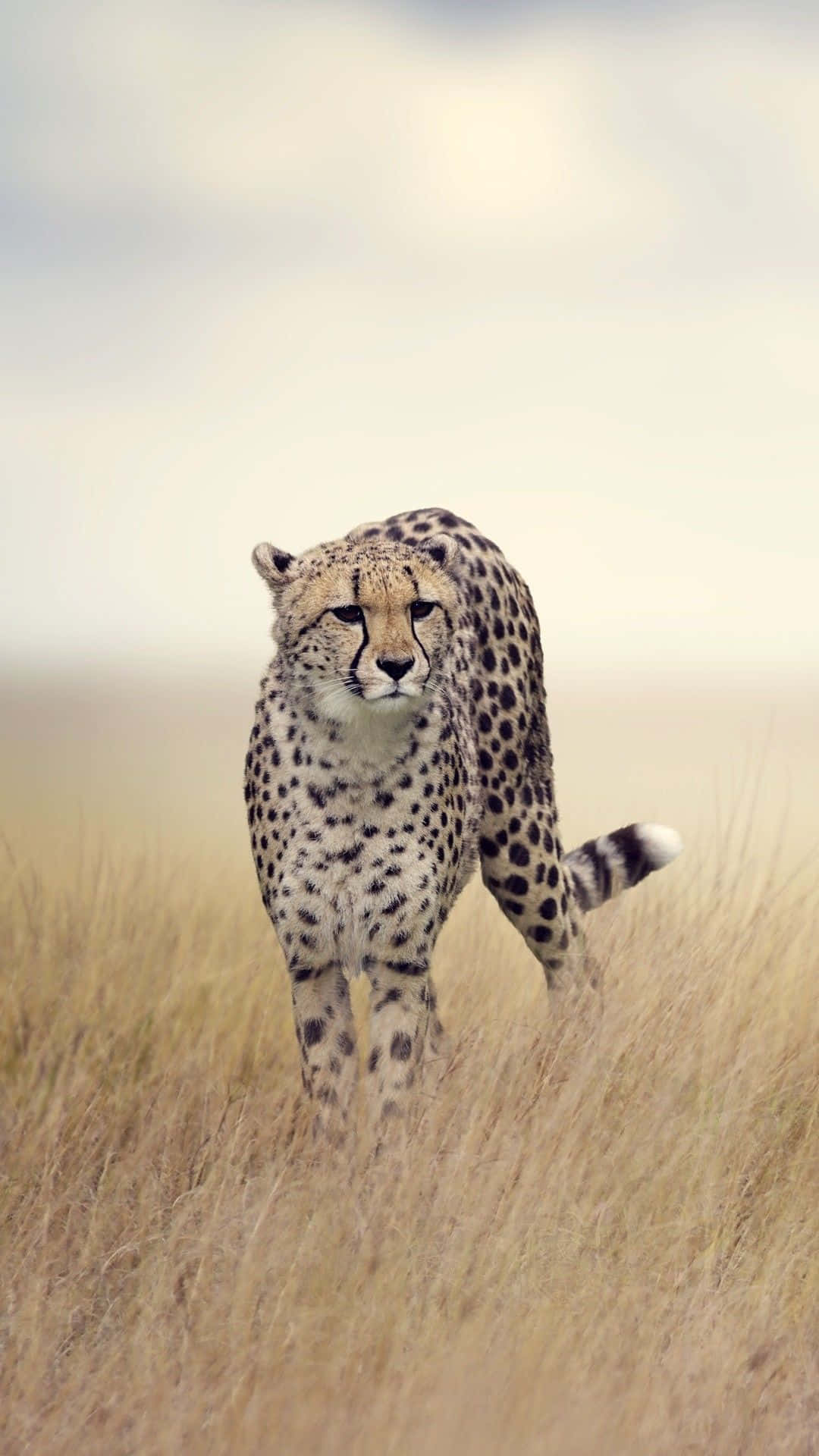 Unveil The Latest Cheetah Iphone Background