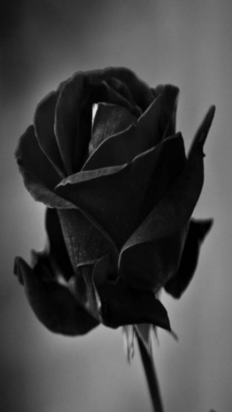 Unveiling Beauty With A Black Rose Iphone Wallpaper Background