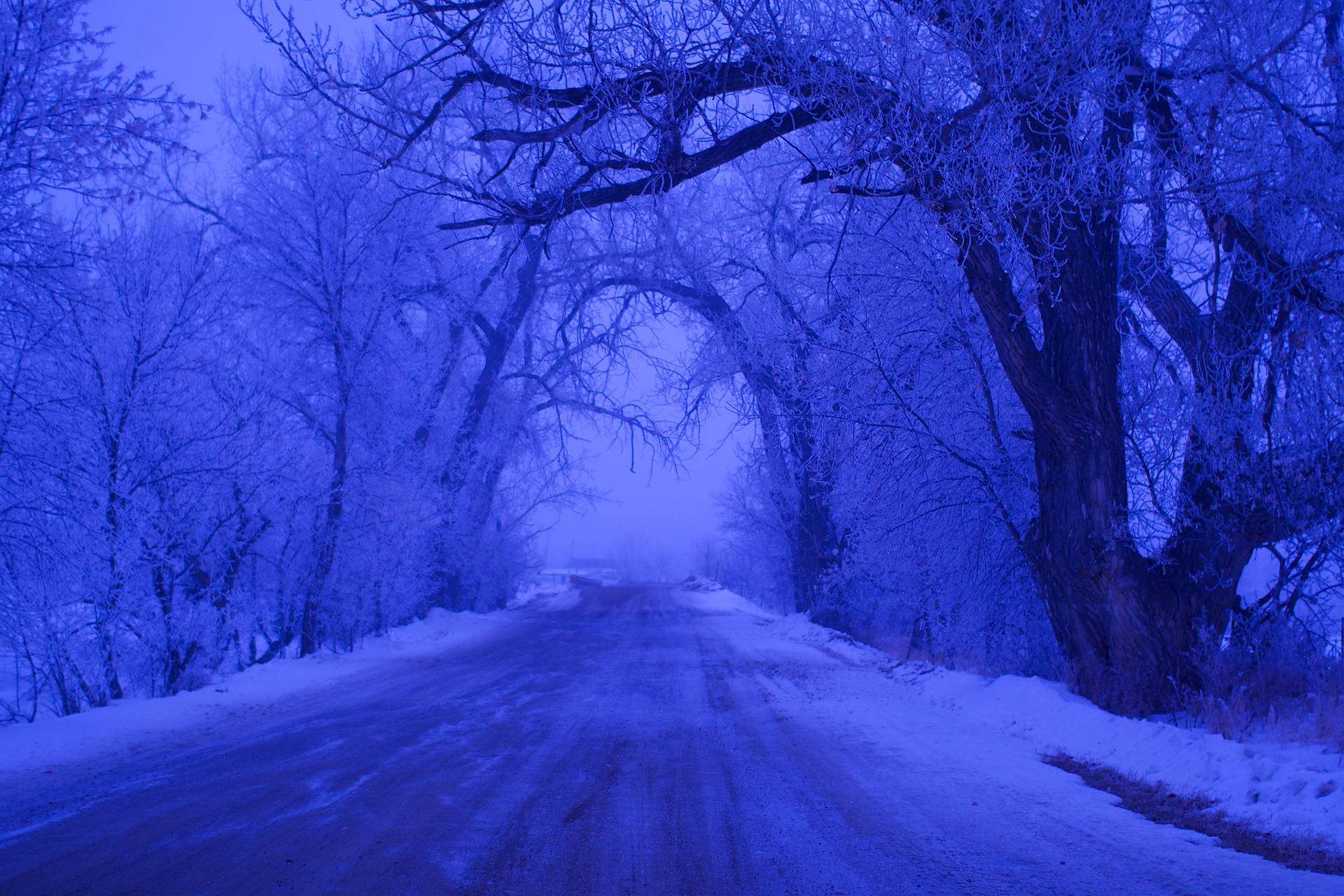 Unveiling Nature's Mystique In A Foggy Forest Background