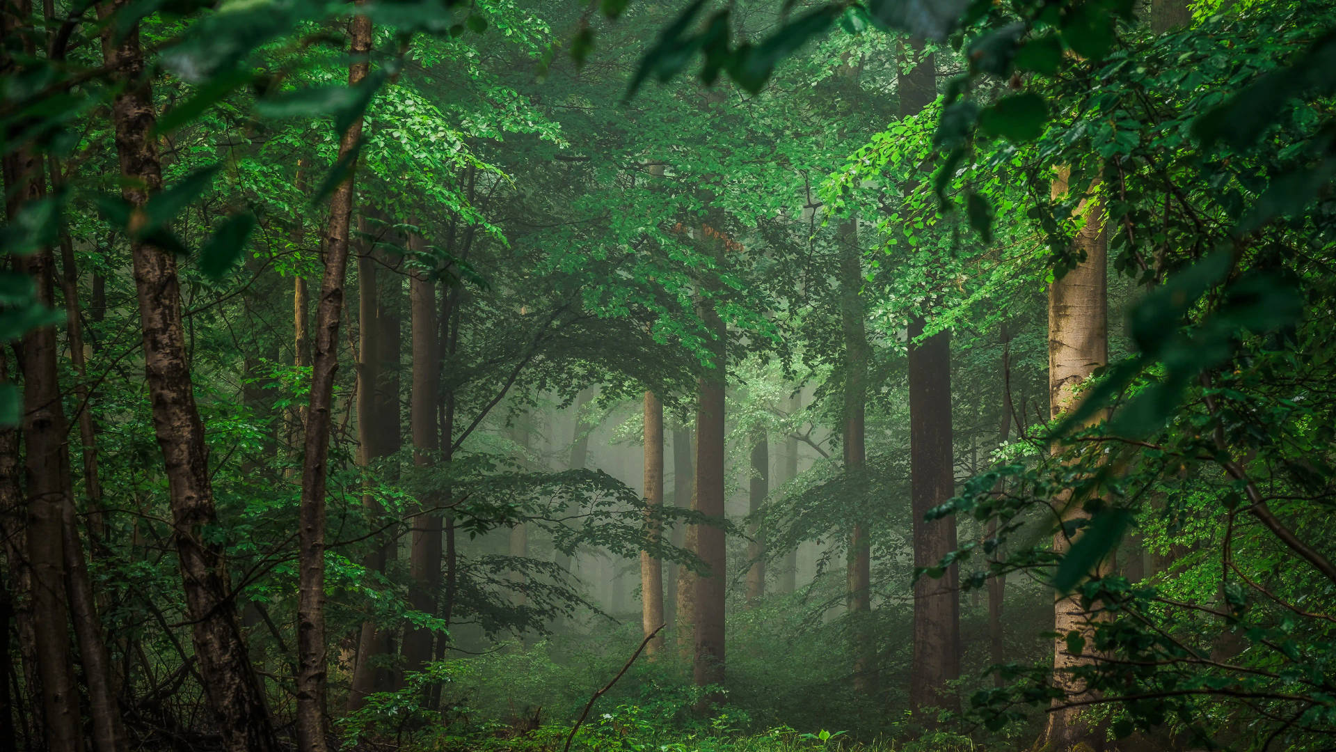 Unveiling The Beauty Of A Tropical Jungle In 8k Ultra Hd Background