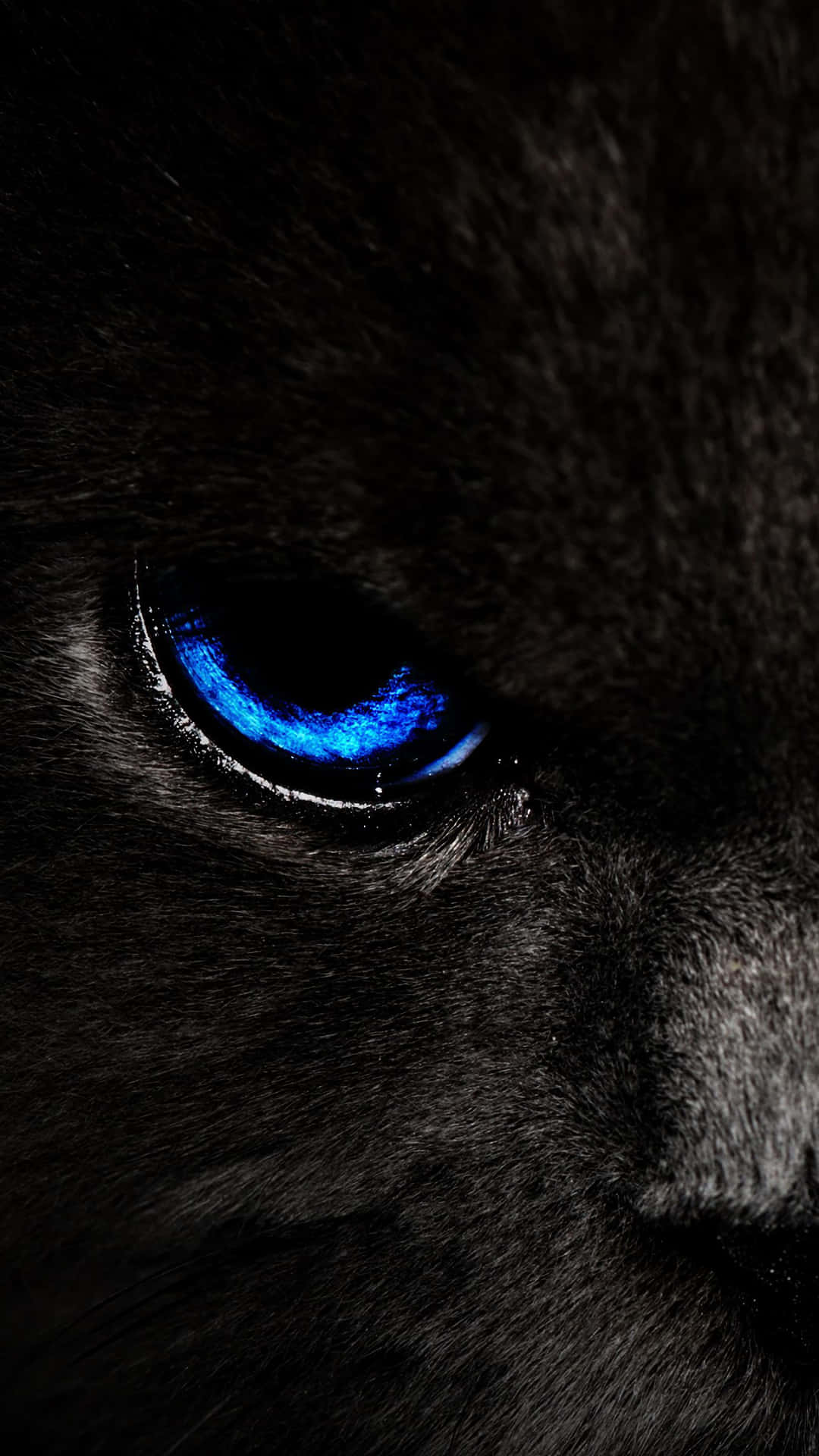 Unveiling The Mystique: Intense Blue Cat Eyes Background