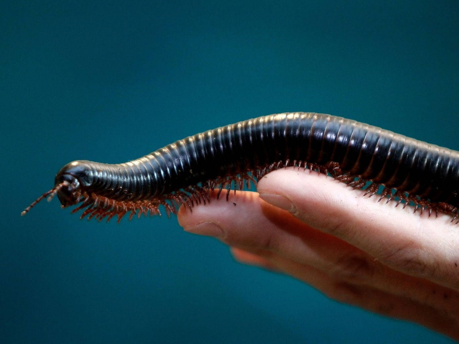 Up-close Encounter With An Australian Millipede