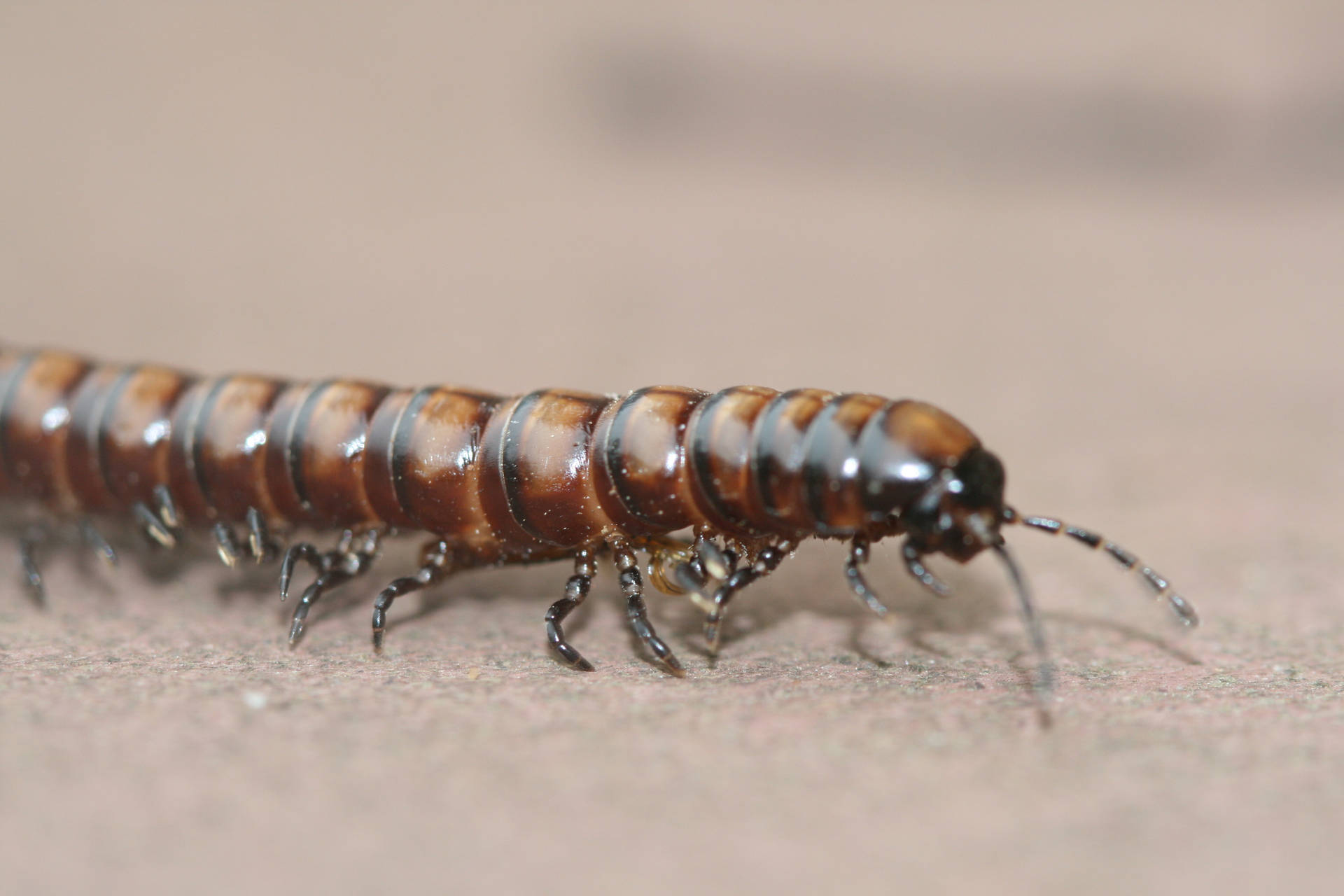 Up-close Look At A Greenhouse Millipede Background