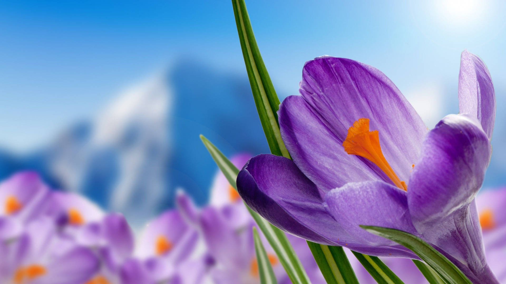 Up-close View Of A Saffron Crocus Background