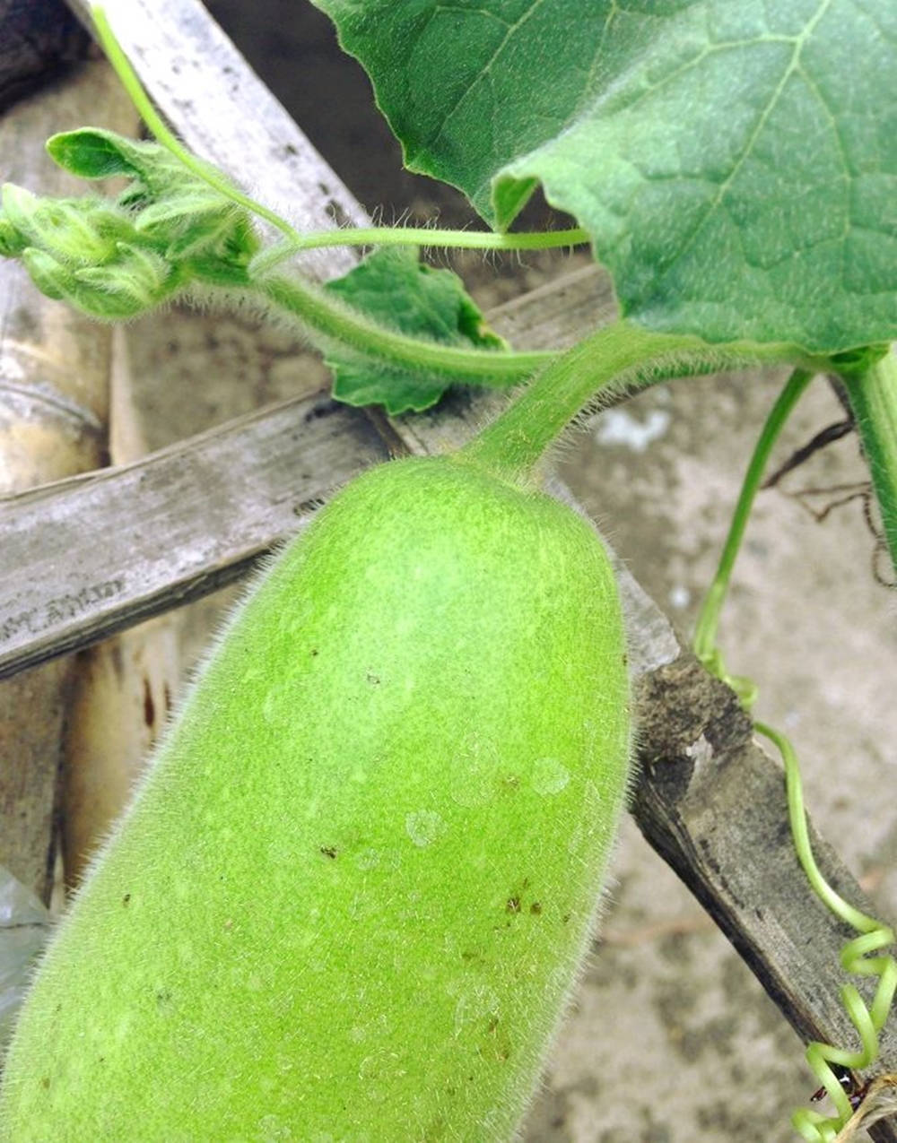 Up-close View Of An Ash Gourd With Microscopic White Hairs