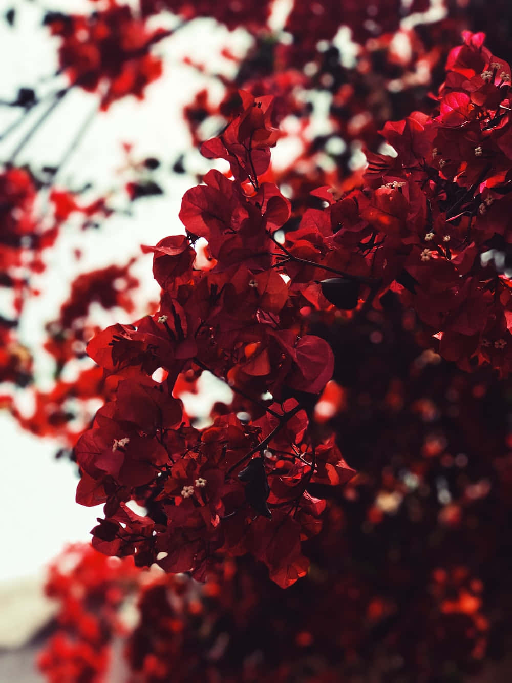 “up Your Phone Game With This Modern And Stylish Cute Red Phone.” Background