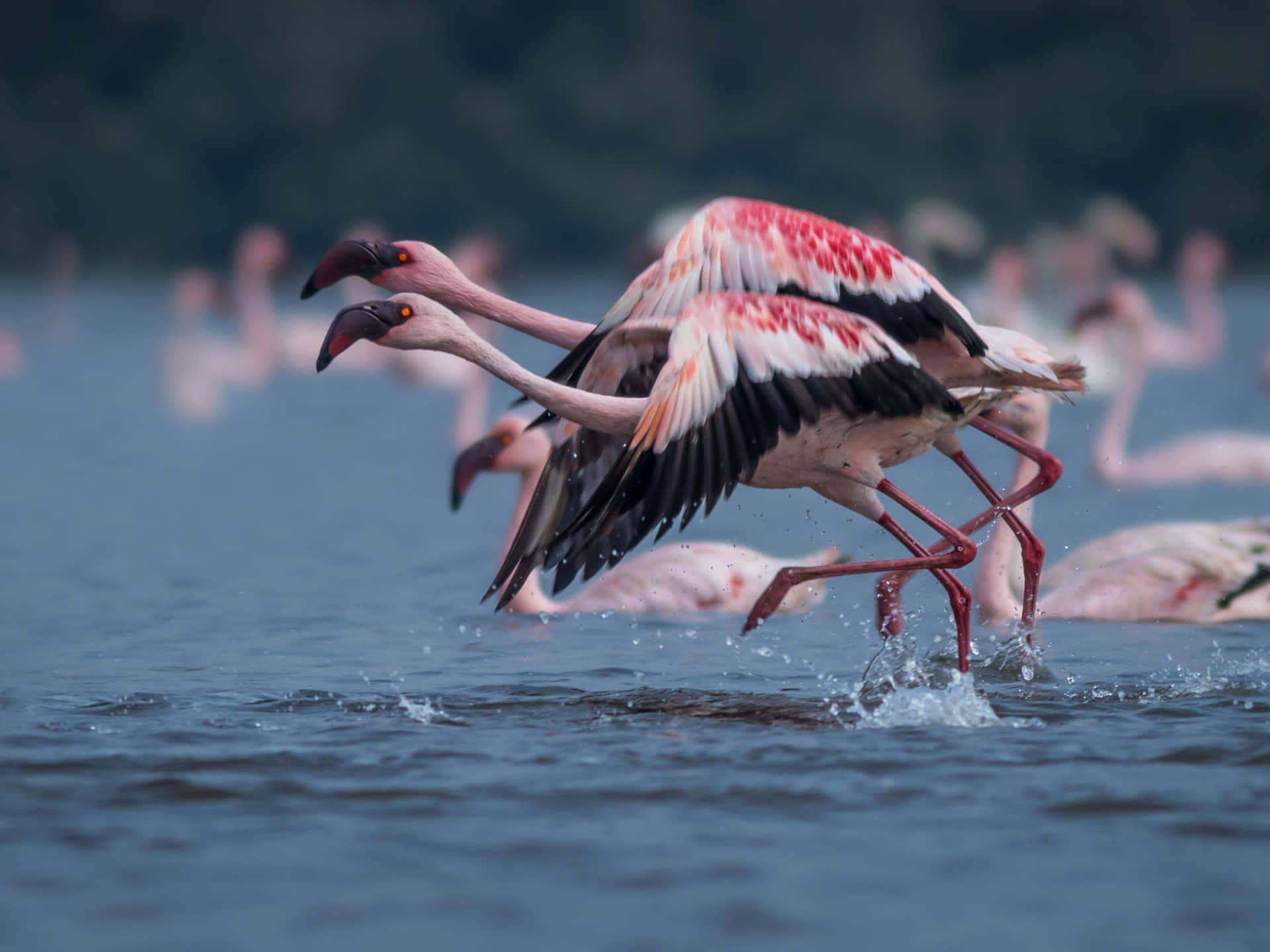 Upgrade Your Computer With A Flamingo Laptop! Background