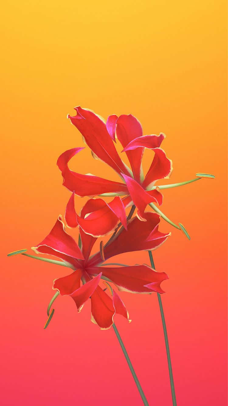 Upgrade Your Device With The Sleek And Elegant Iphone 6s Background