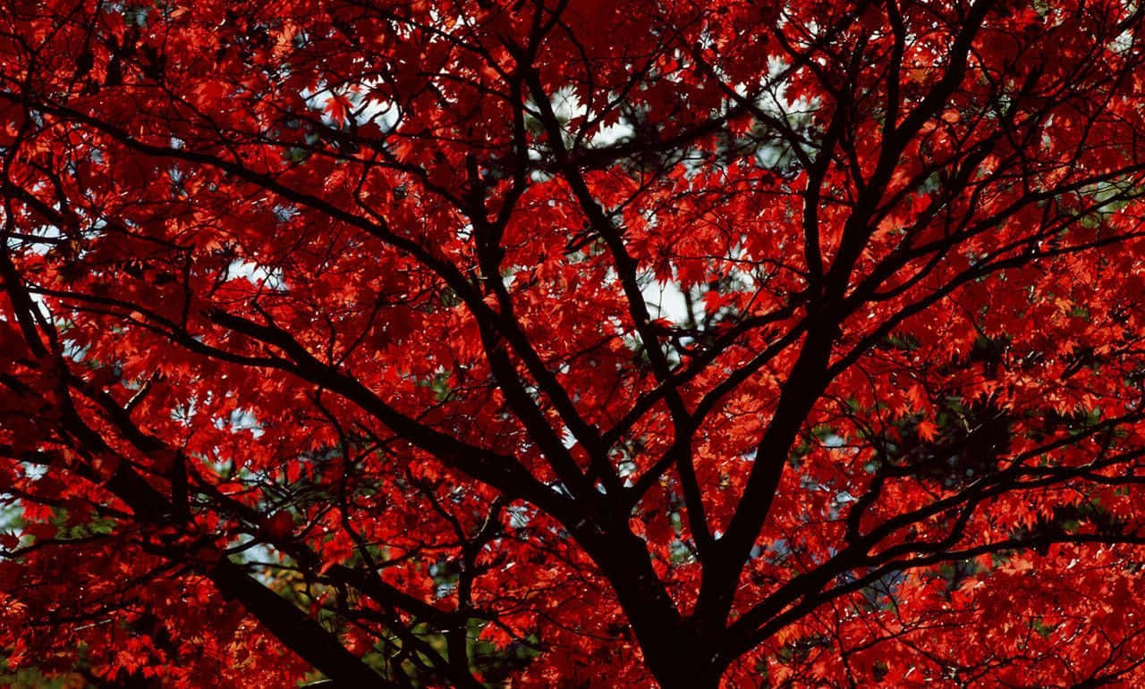 Upgrade Your Gaming Experience With Aesthetic Red Pc Background