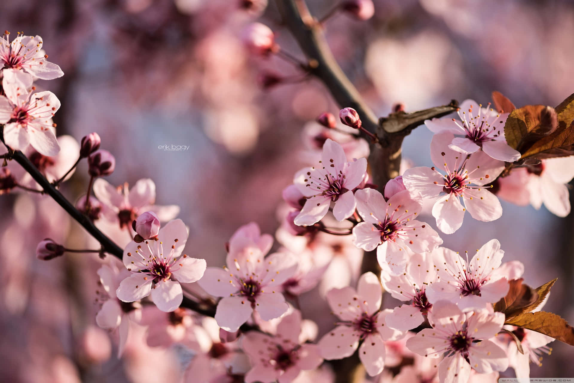 Upgrade Your Gaming Experience With Sakura Pc