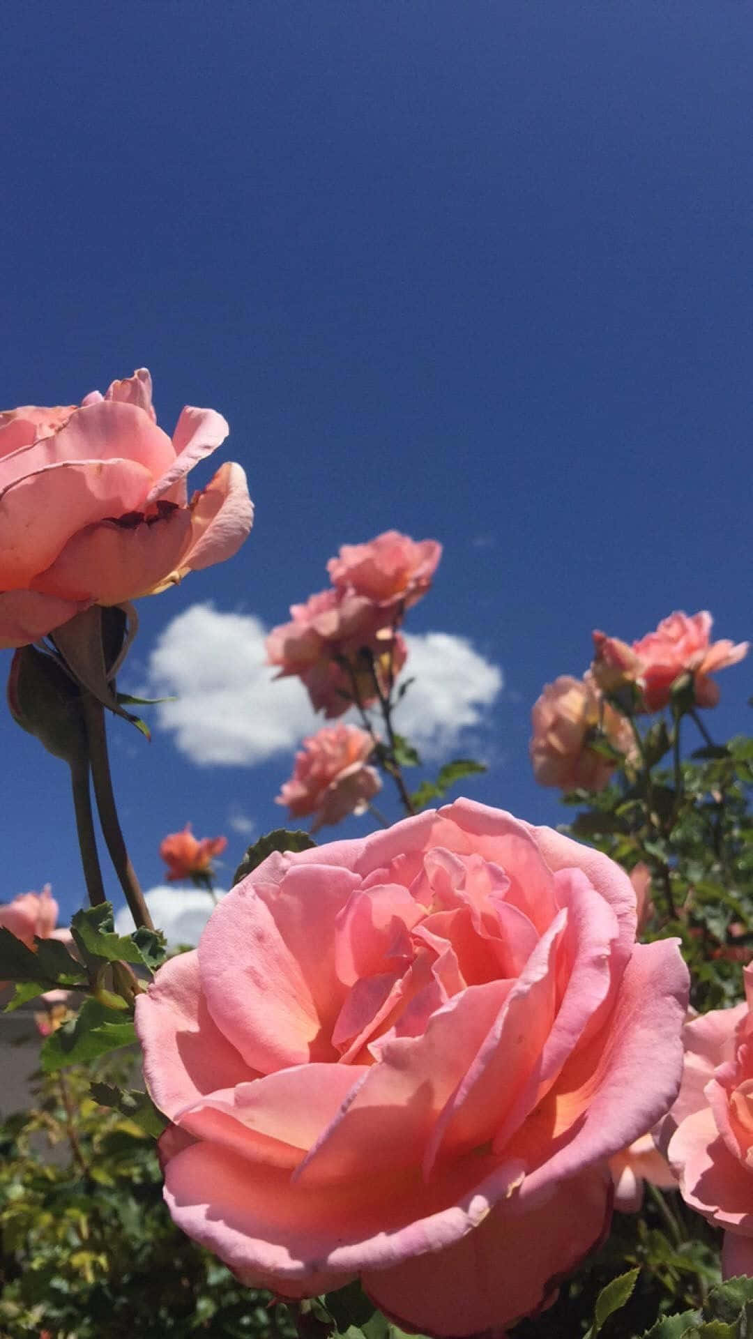 Upgrade Your Mobile Device With Beautiful, Floral Aesthetic Background