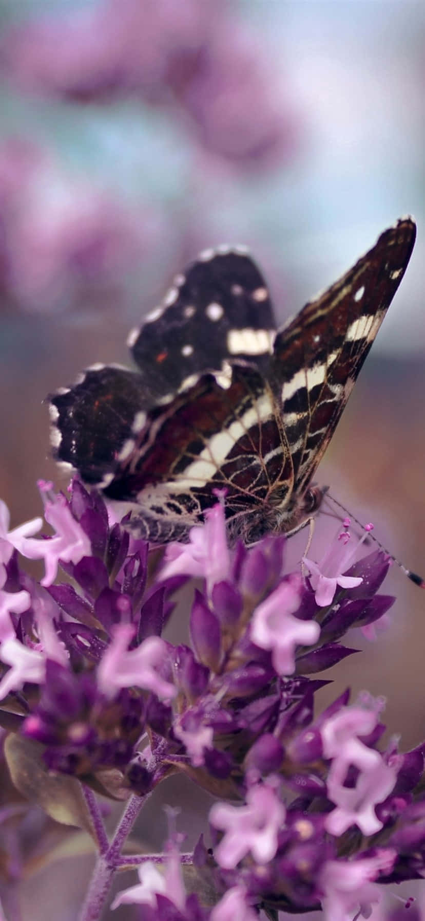 Upgrade Your Outfit With A Purple Butterfly Iphone Background