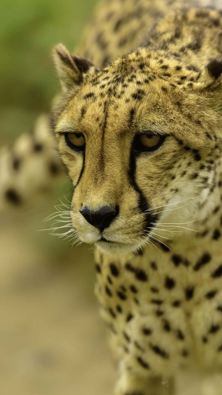 Upgrade Your Phone With A Cheetah Iphone For Lightning-fast Speeds. Background