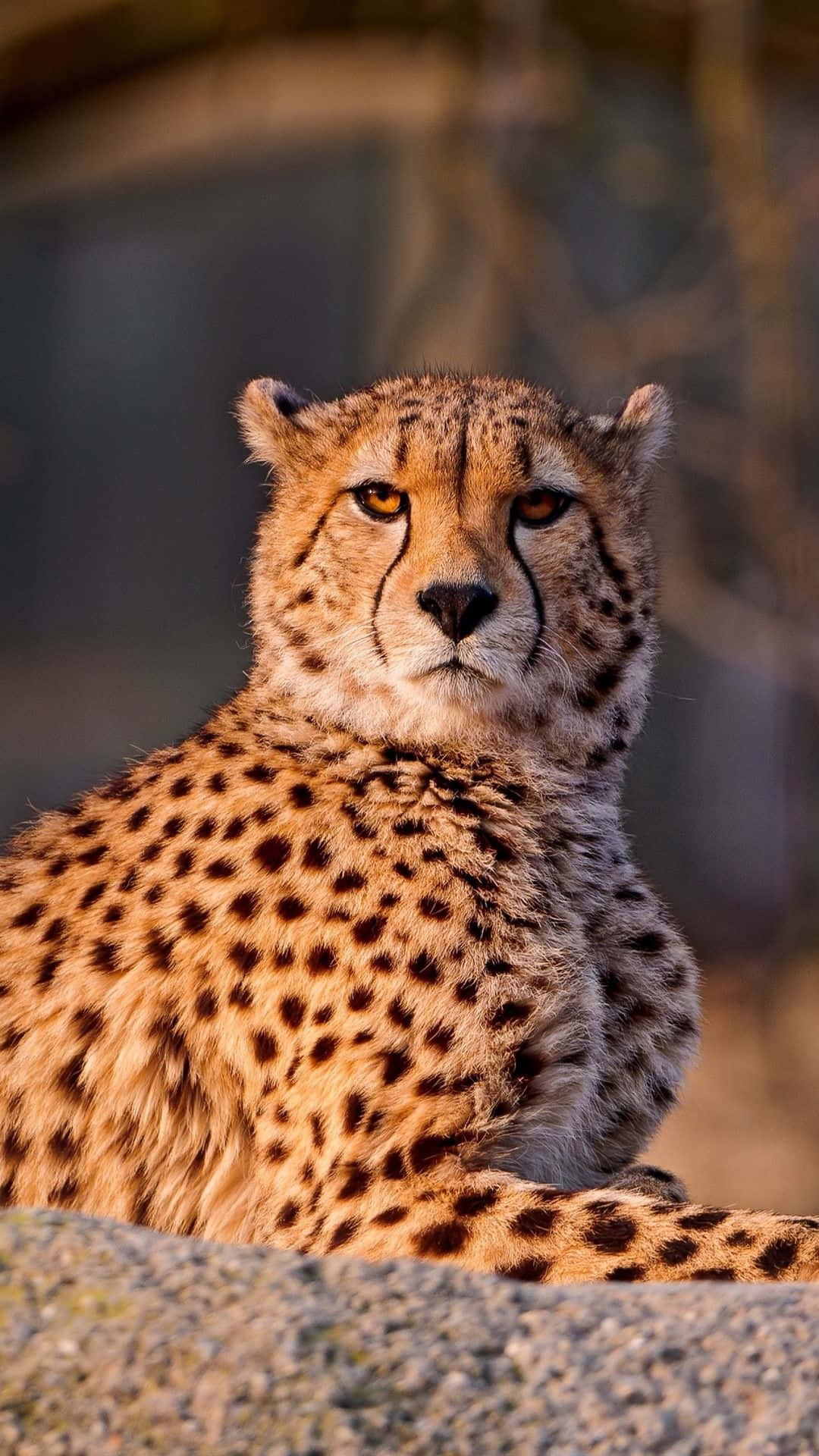 Upgrade Your Phone With The Cheetah Iphone And Get Ready To Explore Background