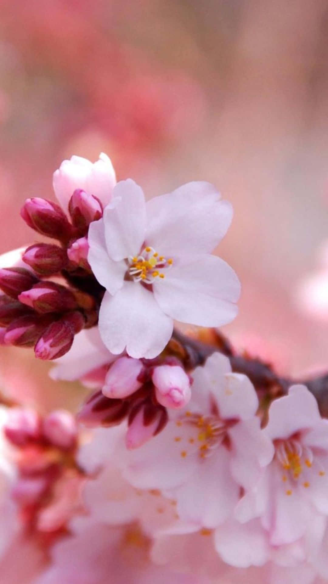 Upgrade Your Tech Style With A One-of-a-kind Light Pink Floral Iphone Case. Background