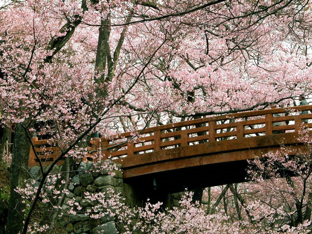 Upgrade Your Workspace With A Sakura Pc Background