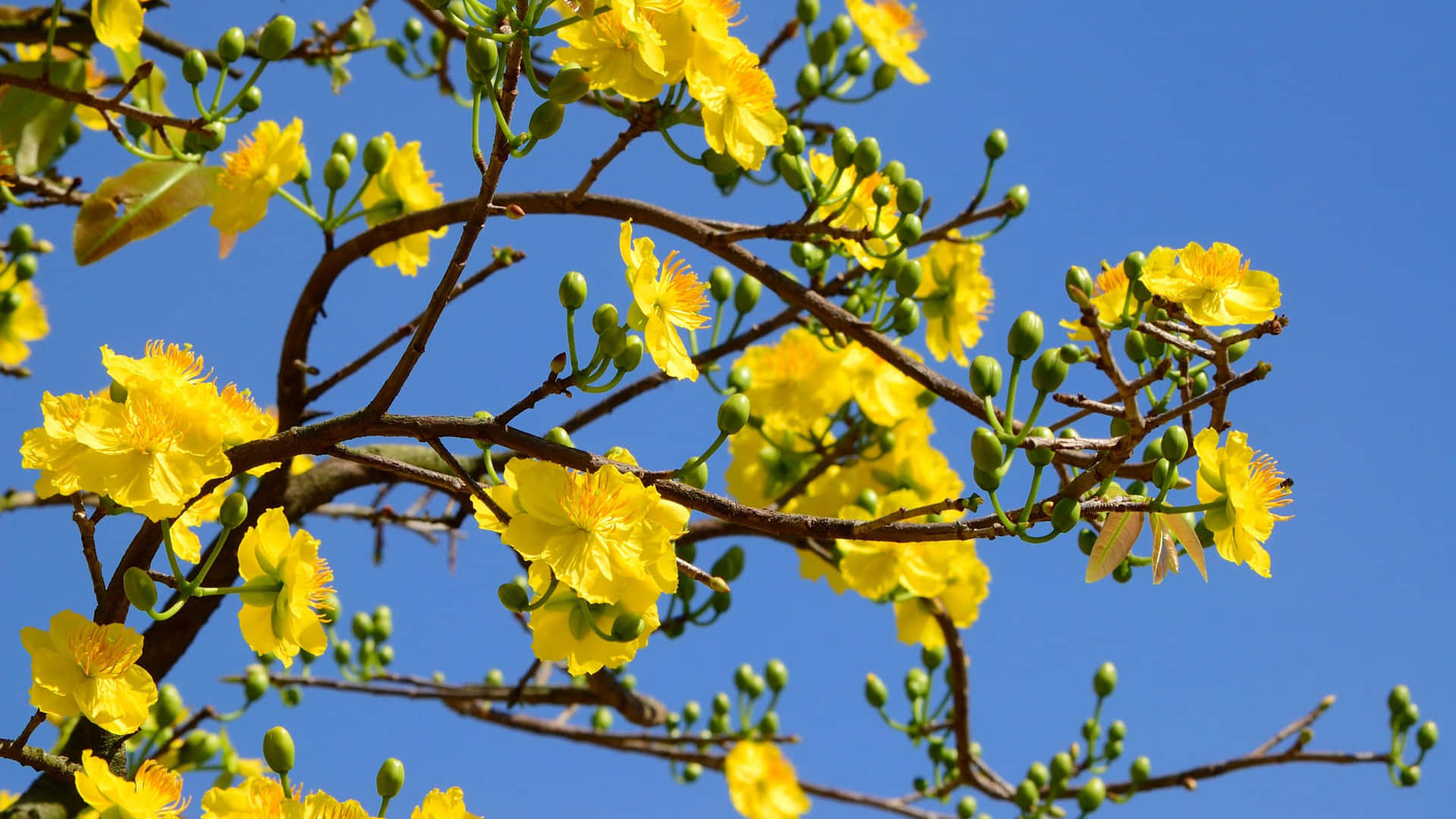 Uplifting Yellow Aesthetic Flower Desktop Wallpaper Background