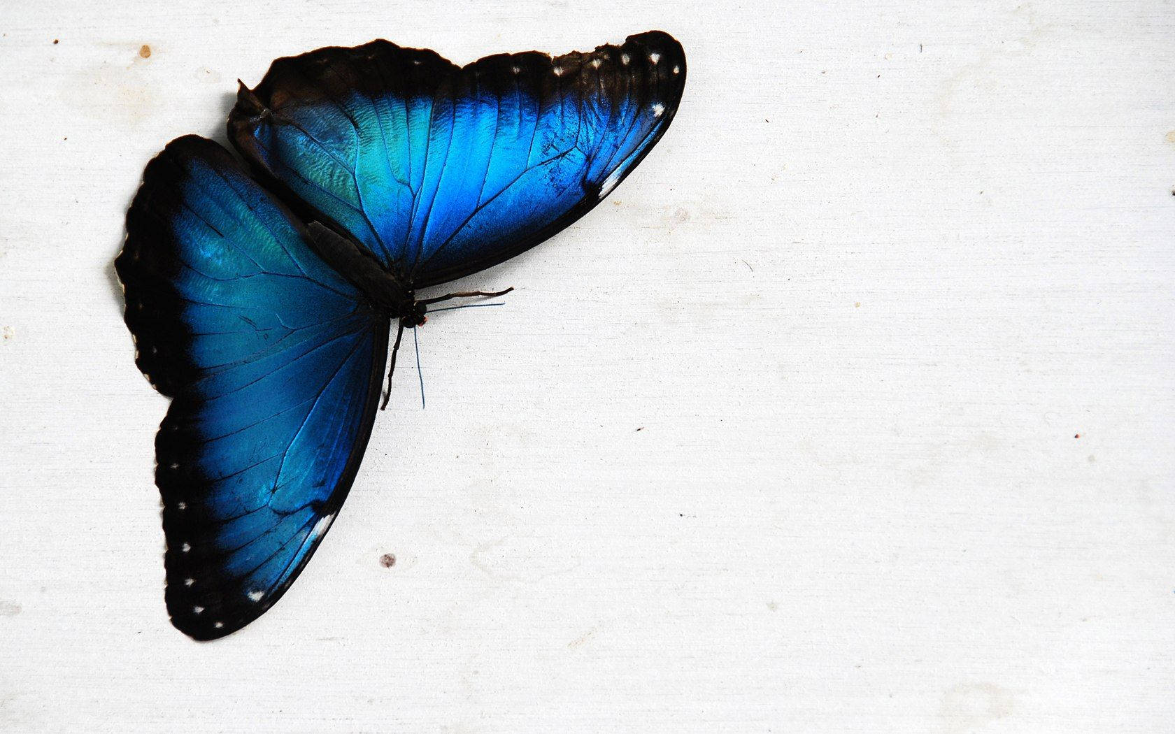 Upside Down Blue Butterfly Aesthetic Background