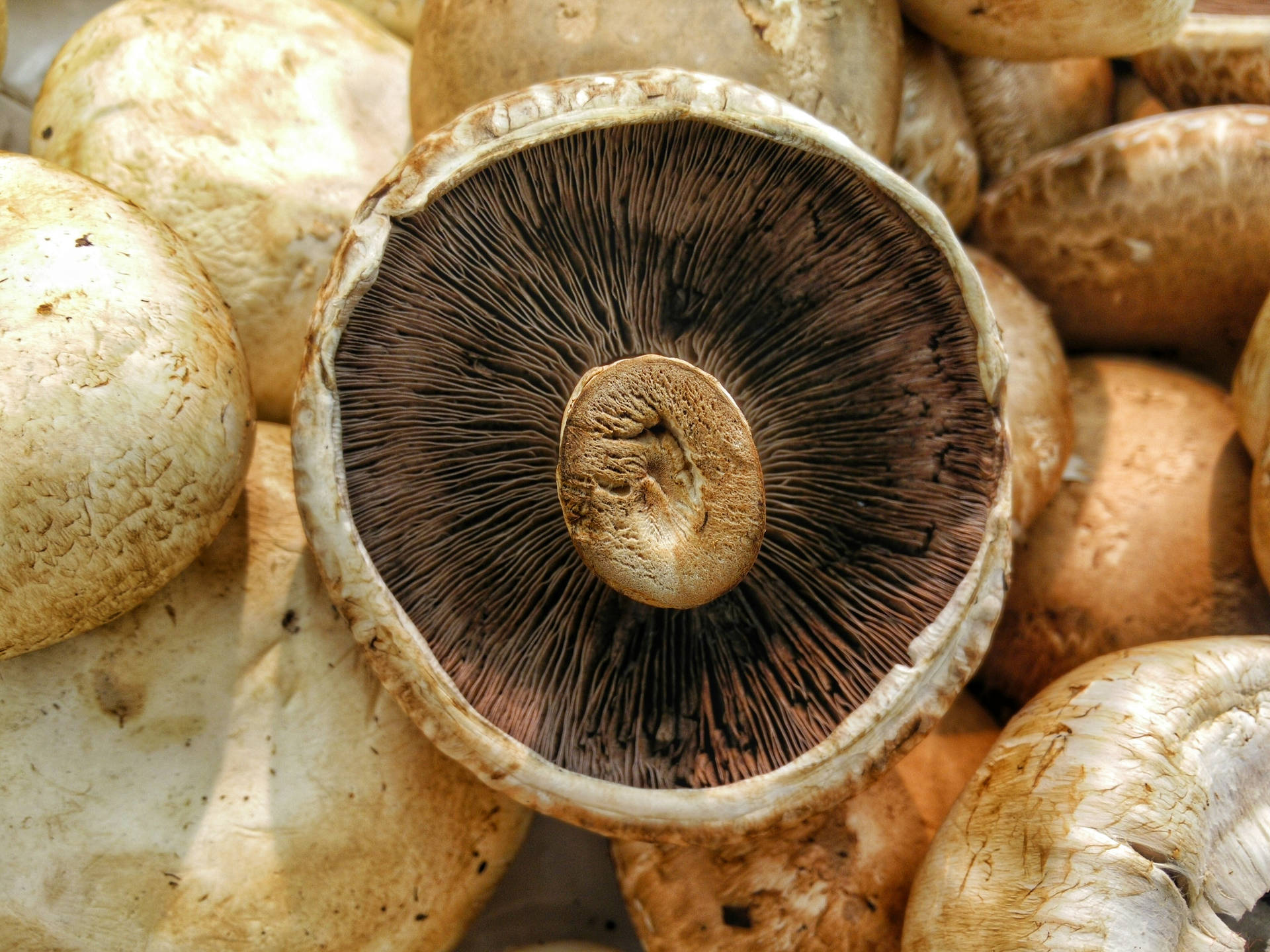 Upside Down Cute Mushroom On Mushroom Stack Background