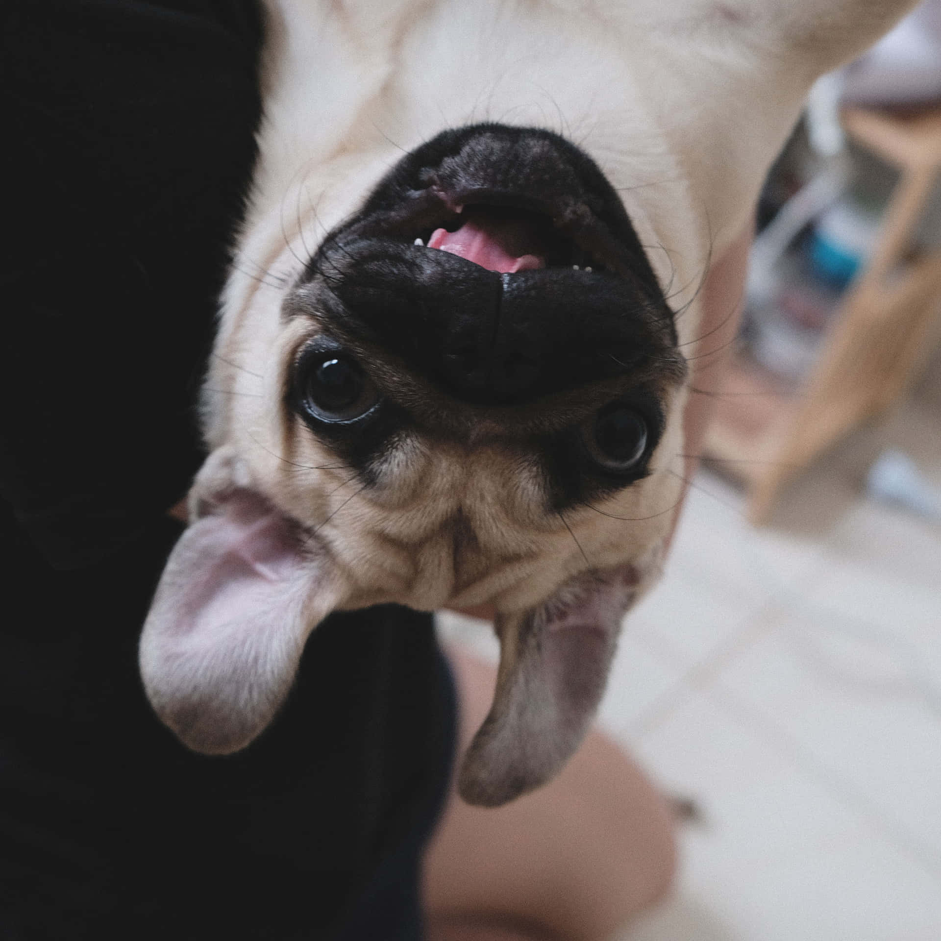 Upside Down Cute Pug Dog Background