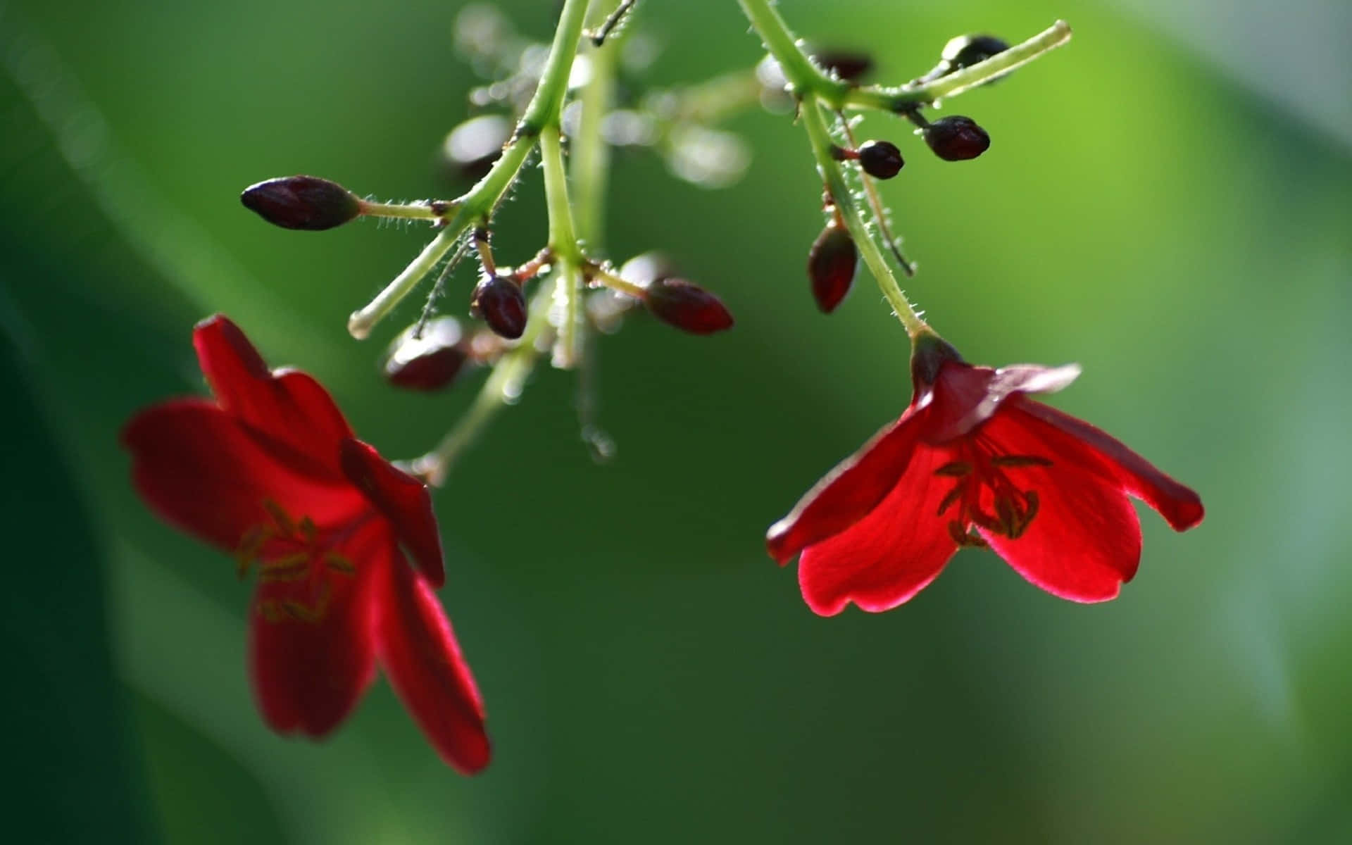 Upside Down Nature Flower Background