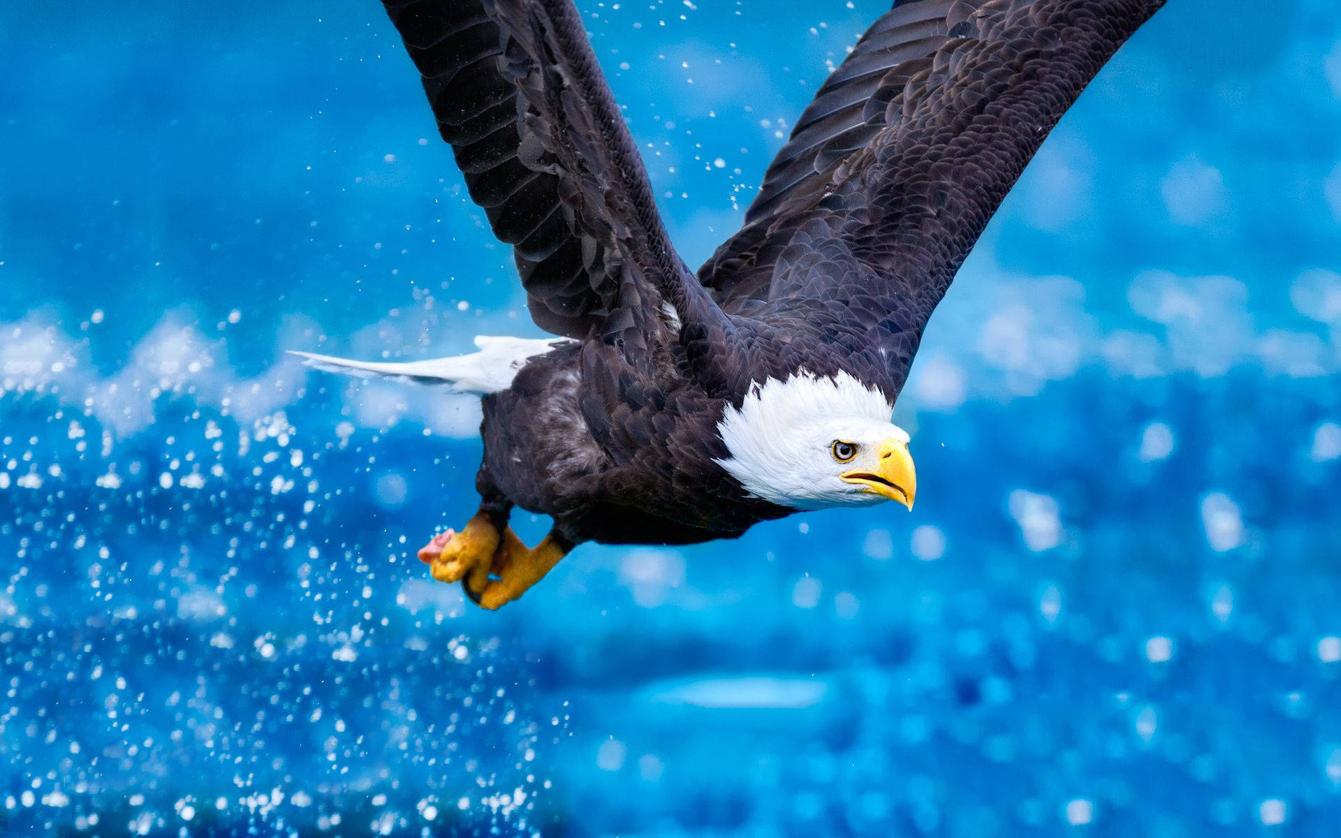 Us Eagle And Water Splash Background