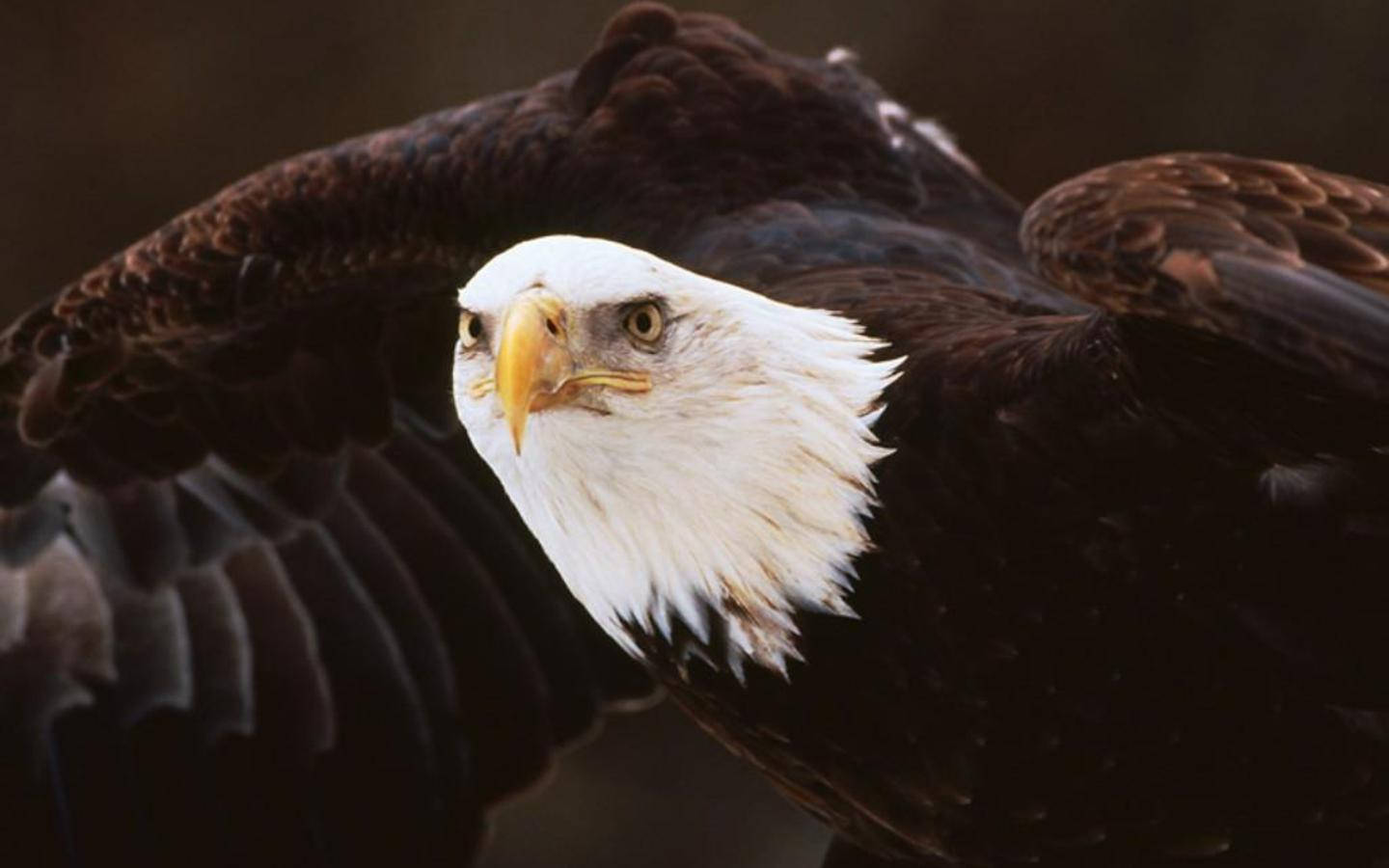 Us Eagle Fierce Look Background